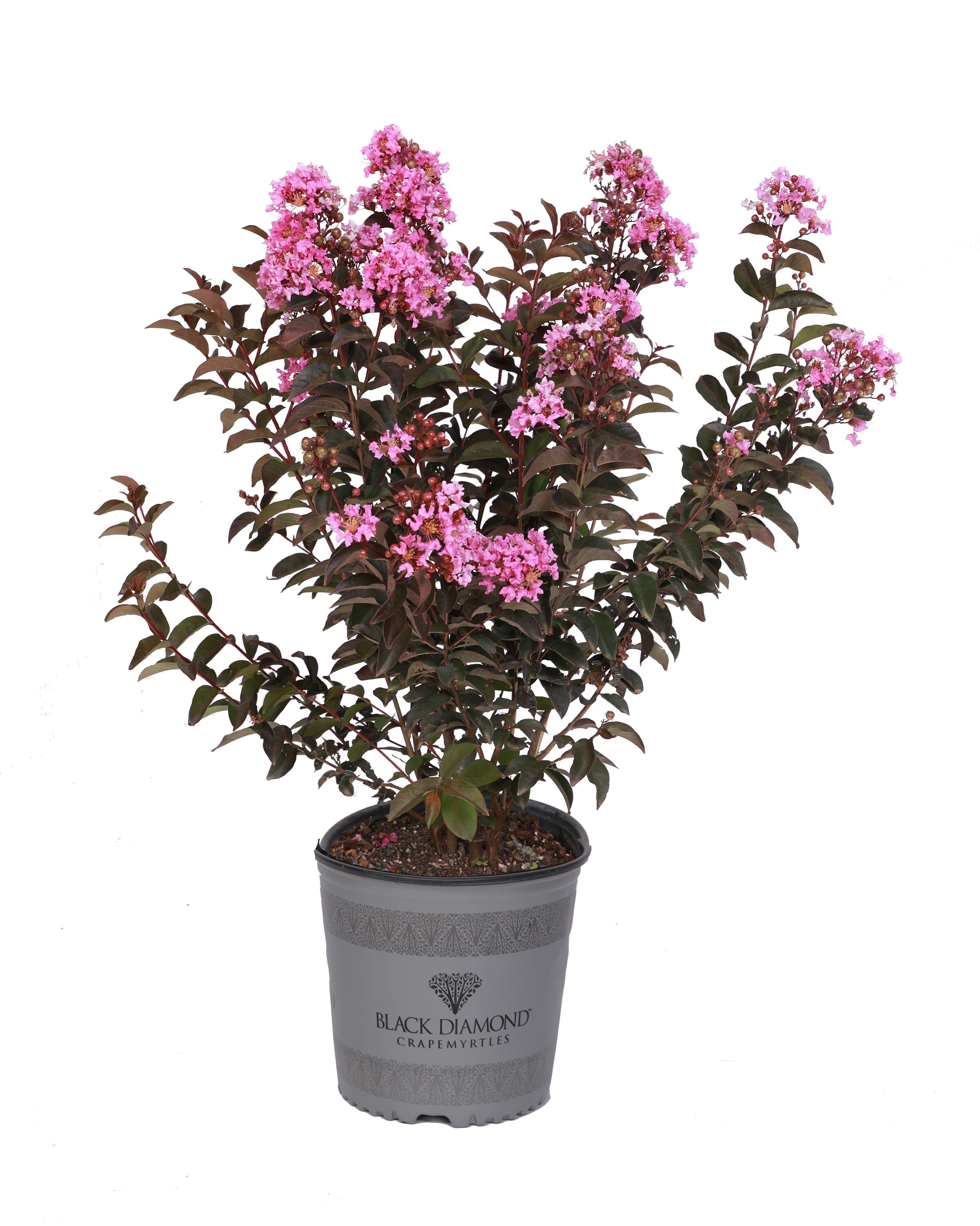 Black Diamond Multicolor Crape Myrtle Flowering Shrub in 1-Gallon Pot ...