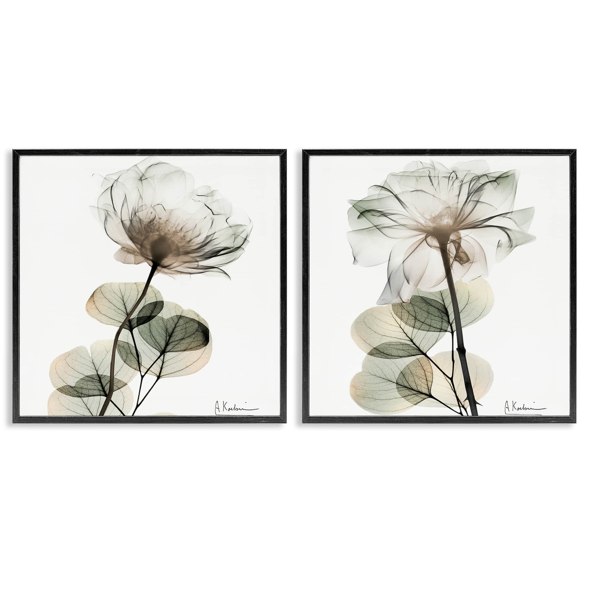 Stupell Industries B2-701-FR-2PC-17X17 Cream Transparent Floral 2 Piece Black Framed Giclee Art Set By Albert Koetsier 17 x 17