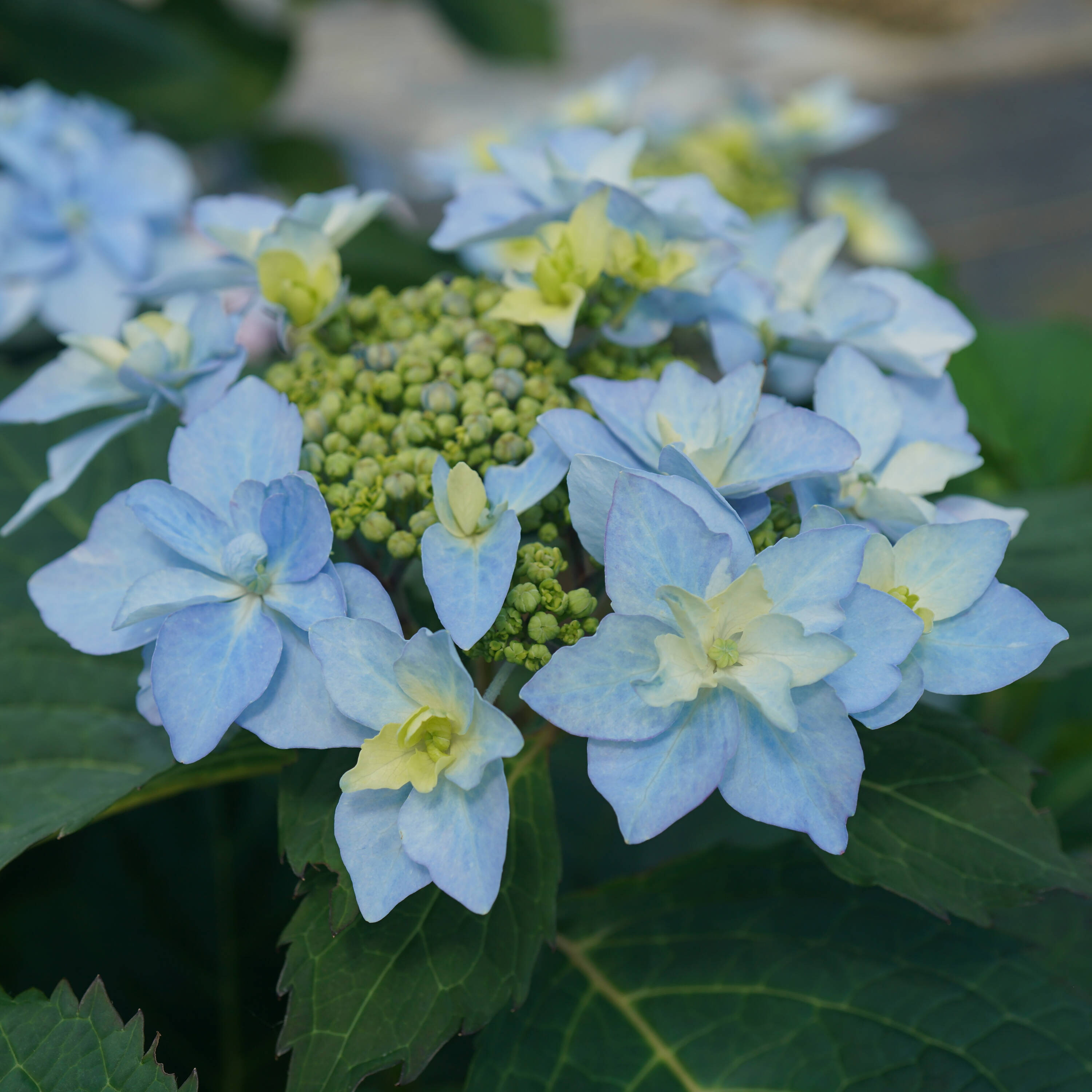 Proven Winners HYDPRC3137800 Multicolor Tuff Stuff Ah-ha Mountain Hydrangea (serrata) Flowering Shrub in 1-Quart Pot