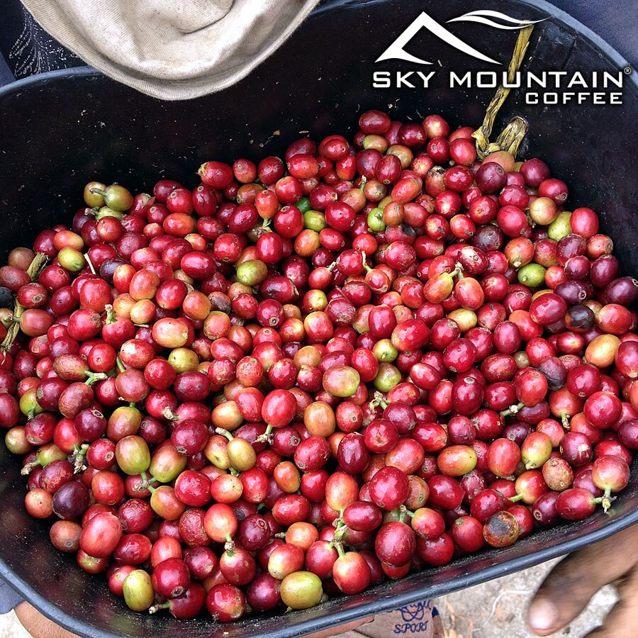 Sky Mountain Coffee FRENCH ROAST W  - View #3