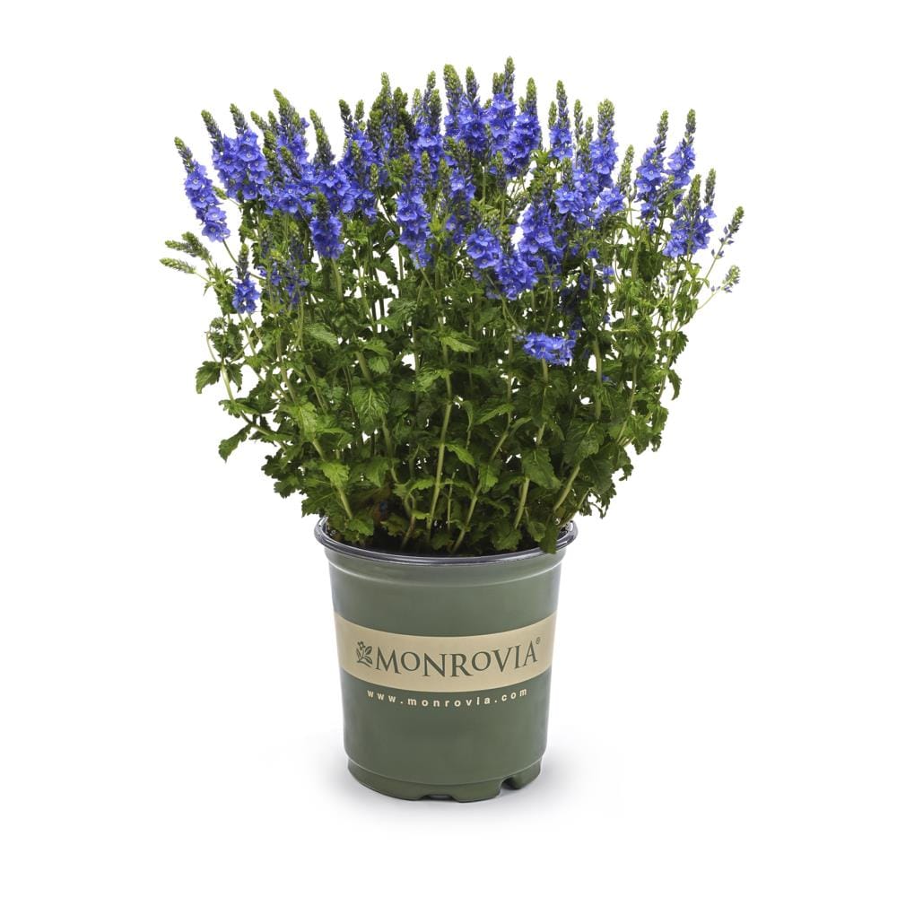 Monrovia NURSERY Multicolor Veronica Plant in 2.5 -Quart Pot 1.0 -Pack