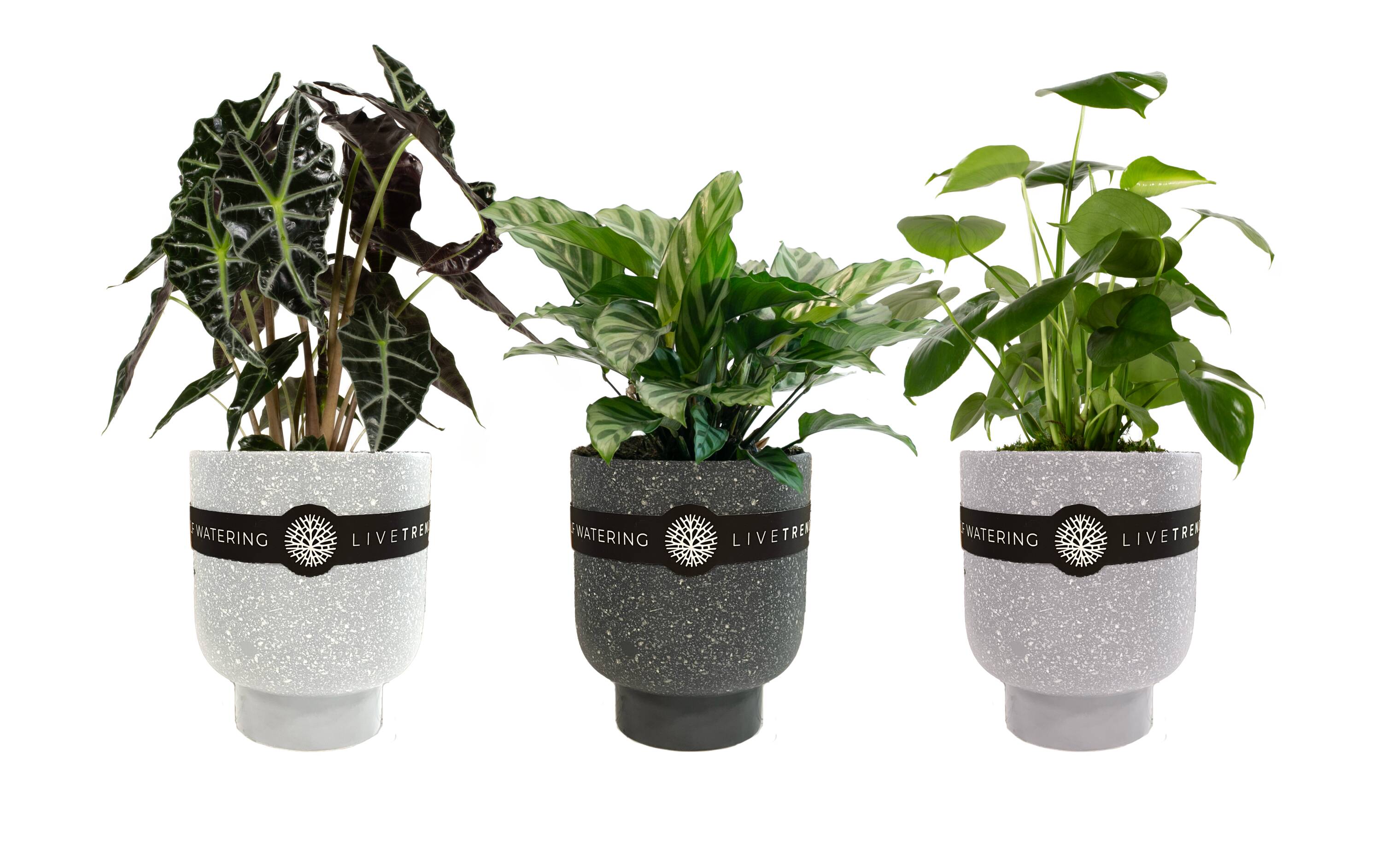 LiveTrends BSB06701 Winter DRZL House plant in 12 Ounce(s) Self-watering pot 1 -Pack