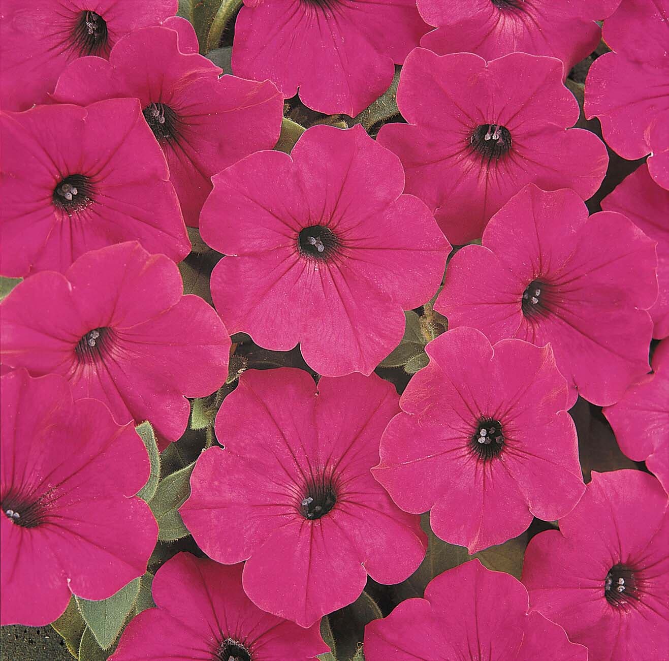 Lowe's 922705 annuals - View #5