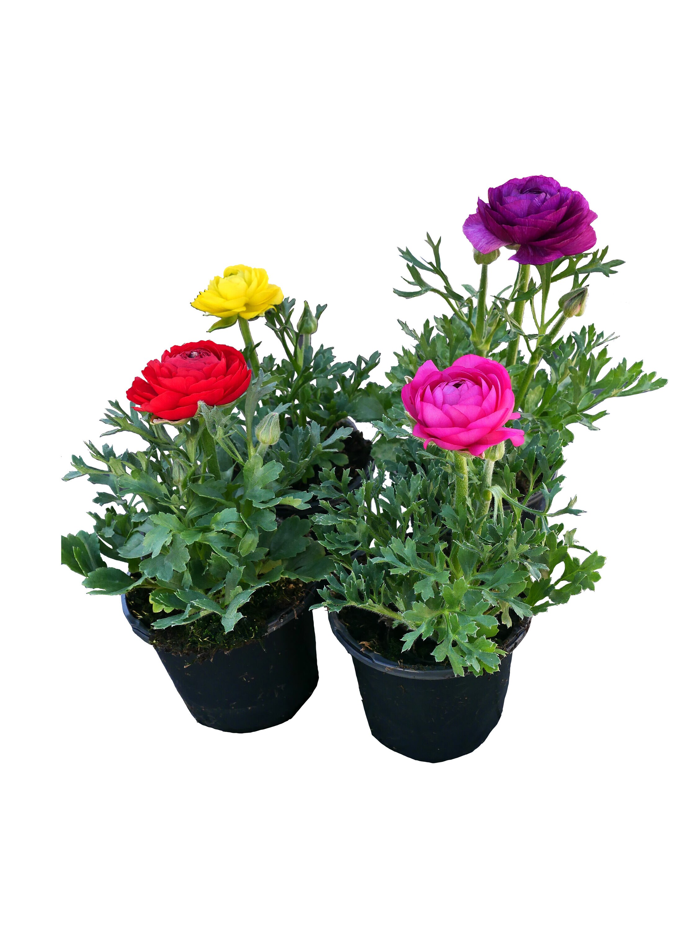  1851 Multicolor Ranunculus in 1-Pint Pot 4-Pack