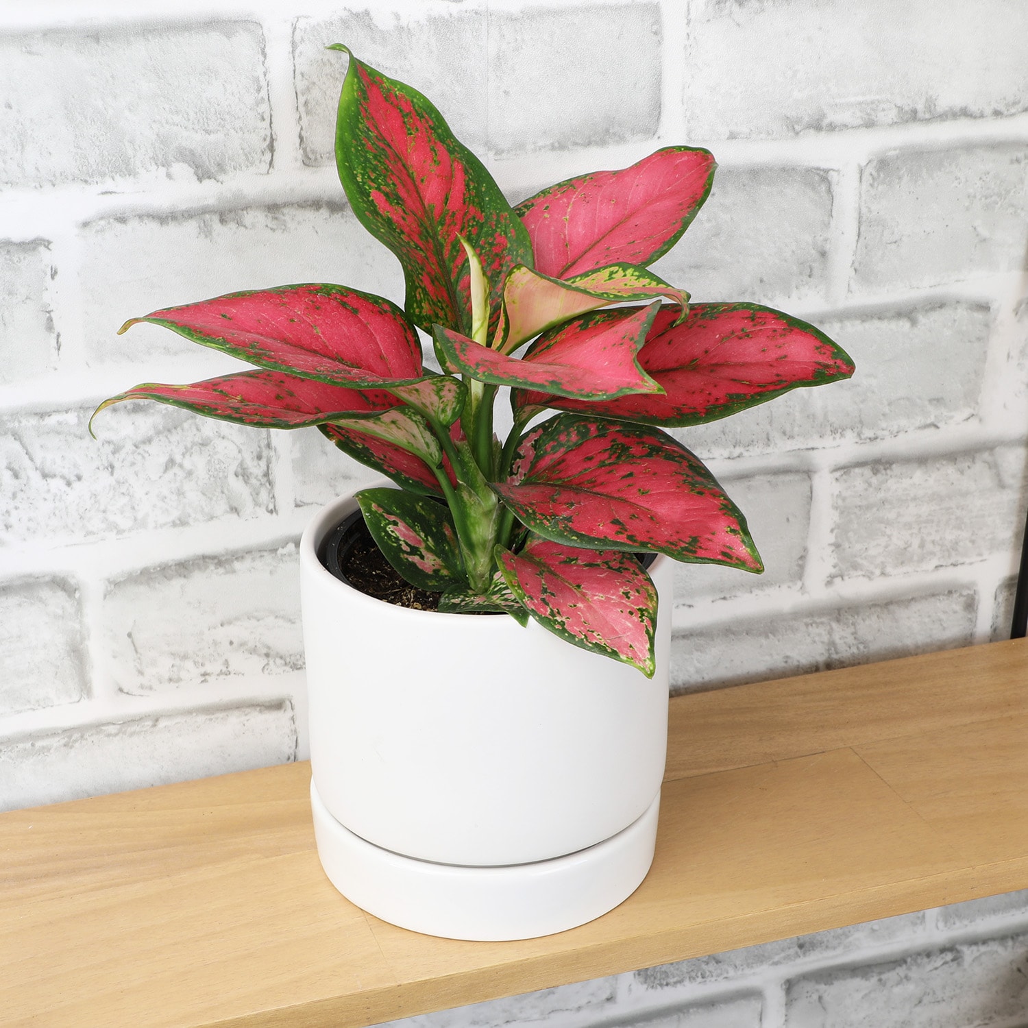 Altman Plants 0873015 hseplants - View #2