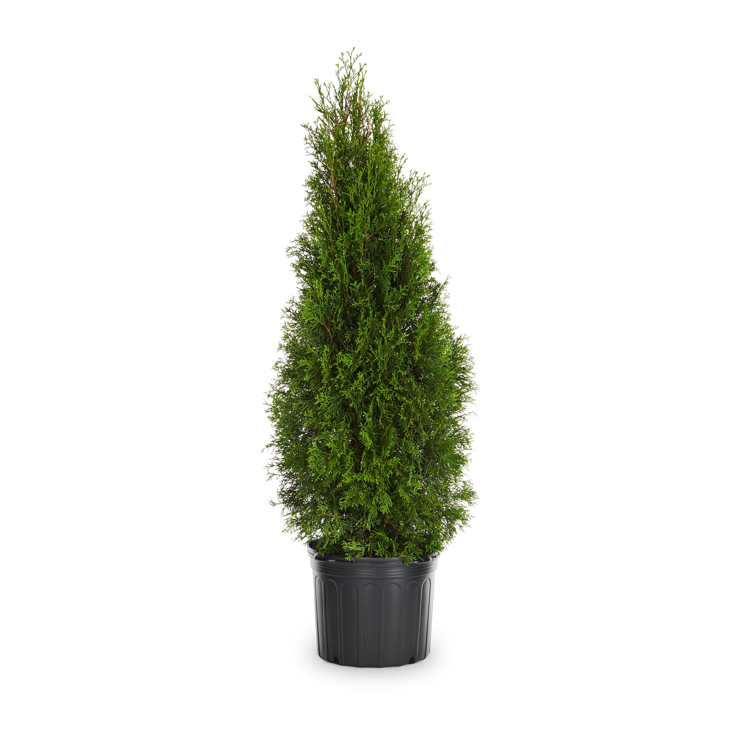 Lowe's 470905 Dark American Arborvitae Screening Shrub in 6.08 -Gallon Pot 1 -Pack