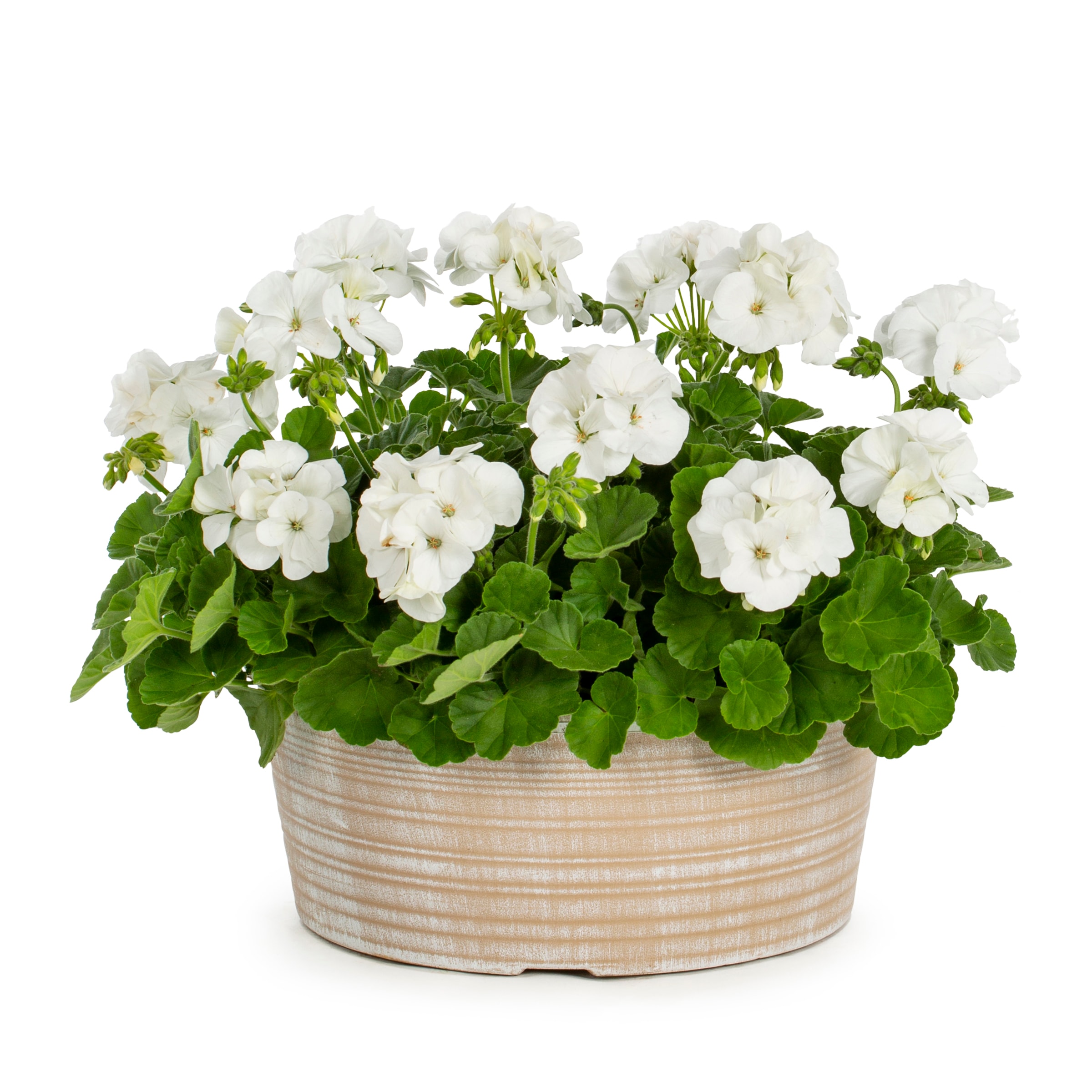 Lowe's 4881954 Multicolor Geranium in 1.00 Gallon(s) Planter 1 -Pack