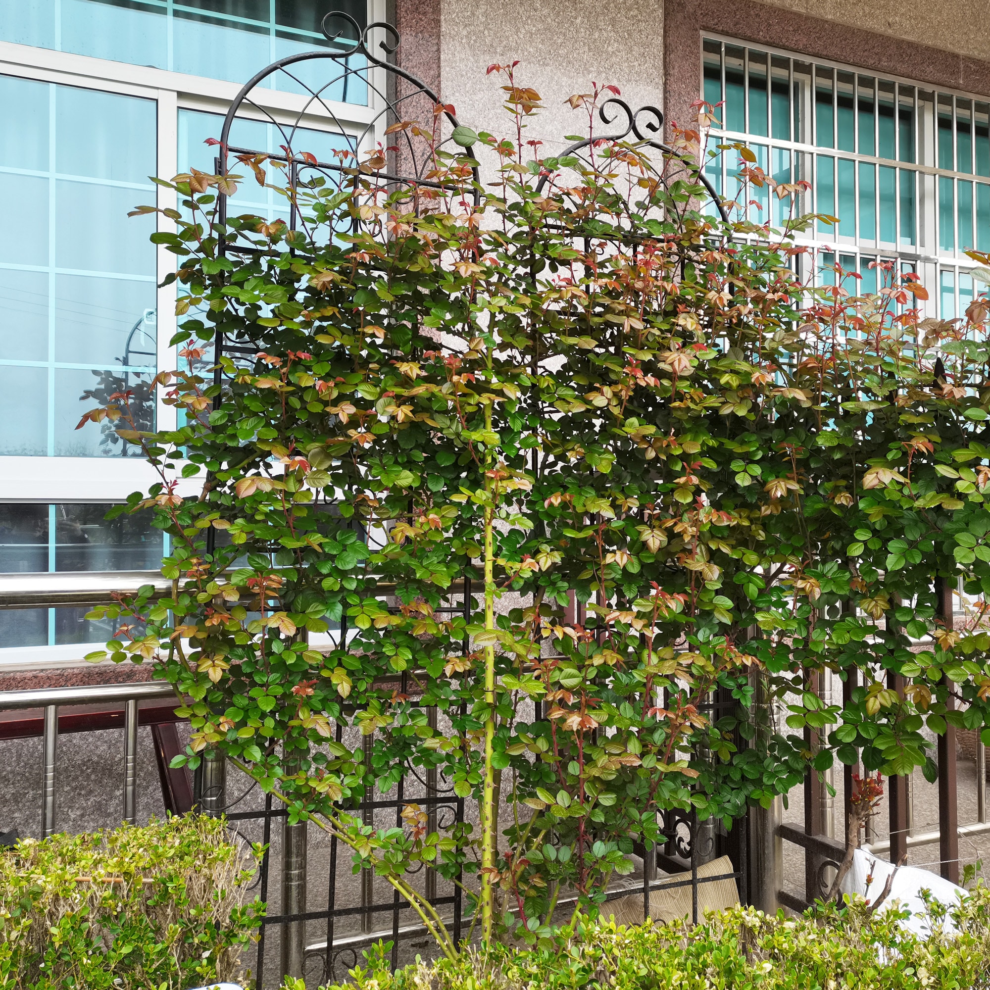 Flynama J-V-81059 Garden-Trellis - View #7