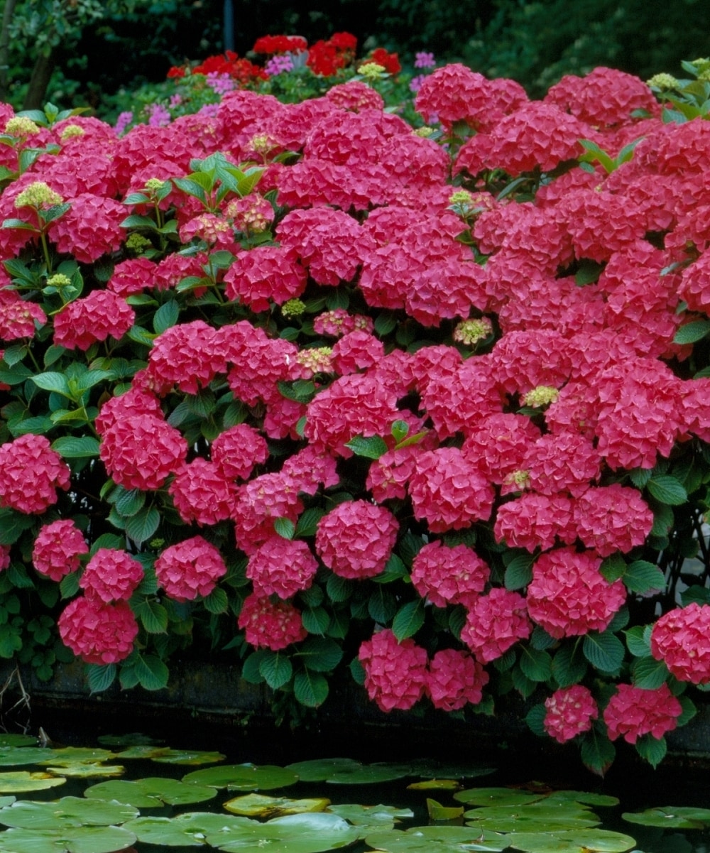 National Plant Network LW1692 shrubs - View #2