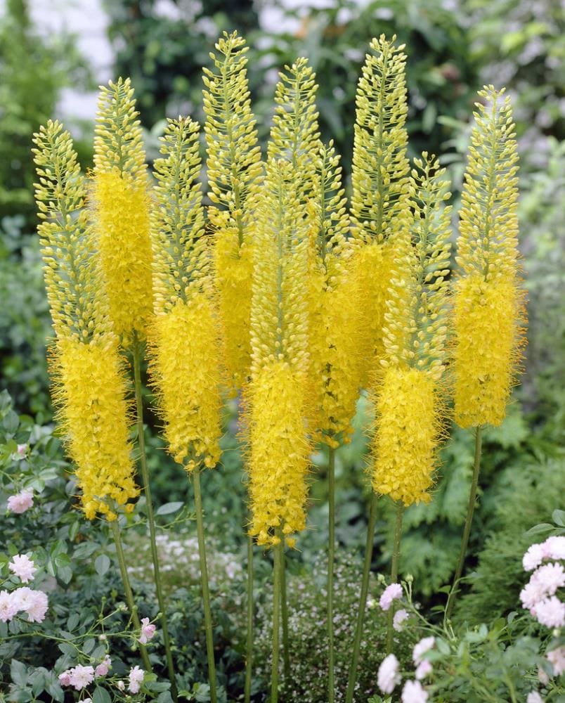 Eremurus Bungei Plants, Bulbs & Seeds at Lowes.com