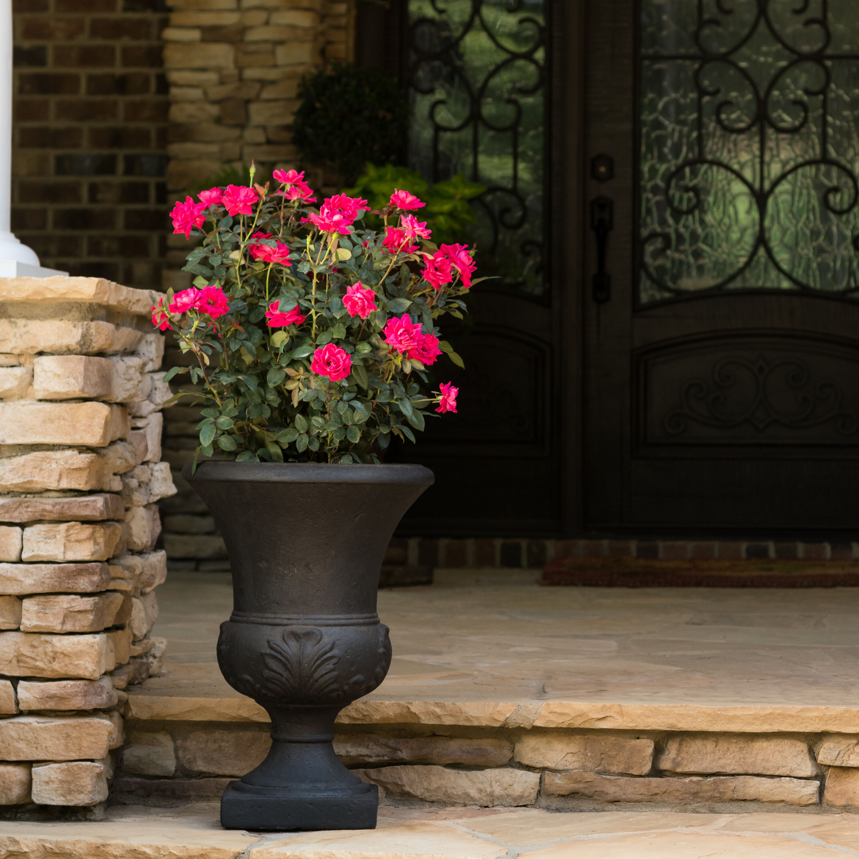 Knock Out 85837 shrubs - View #3