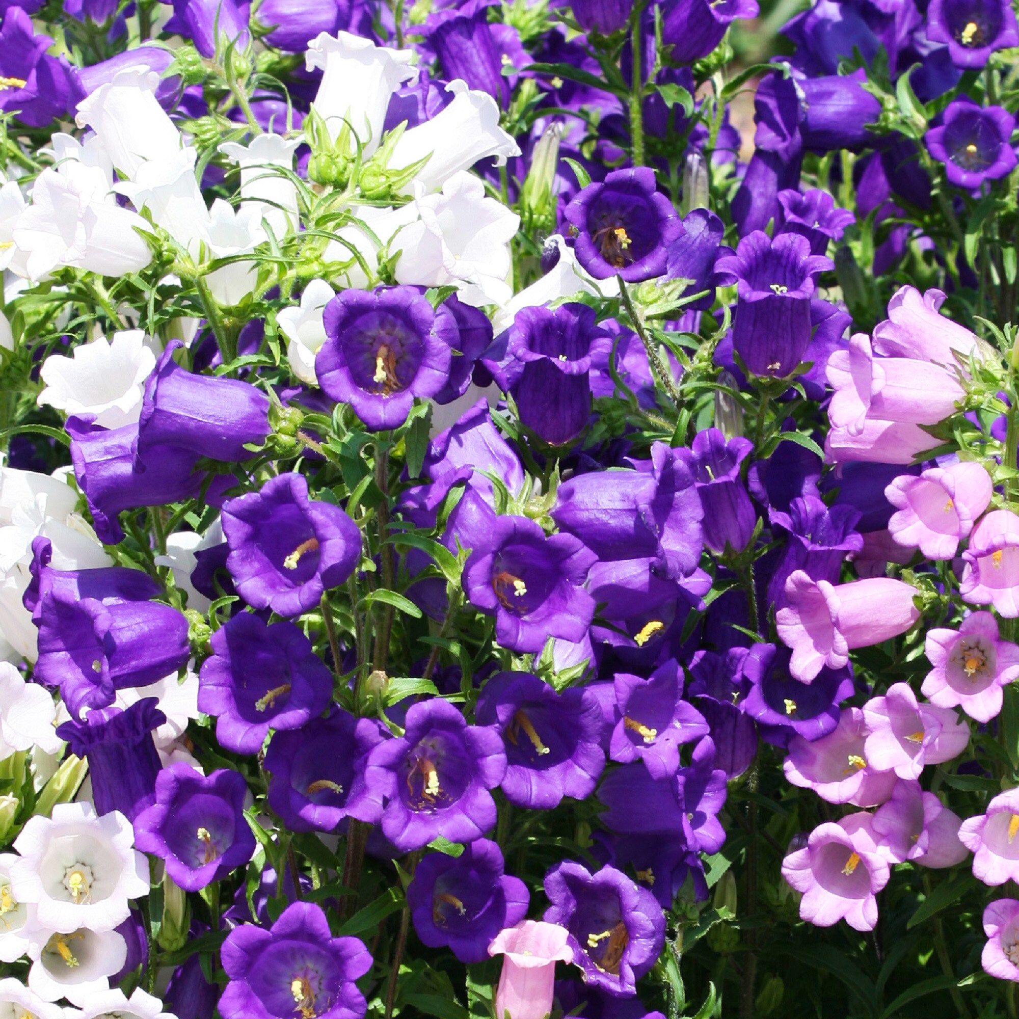 Ferry-Morse LC25.5371 seeds - View #3