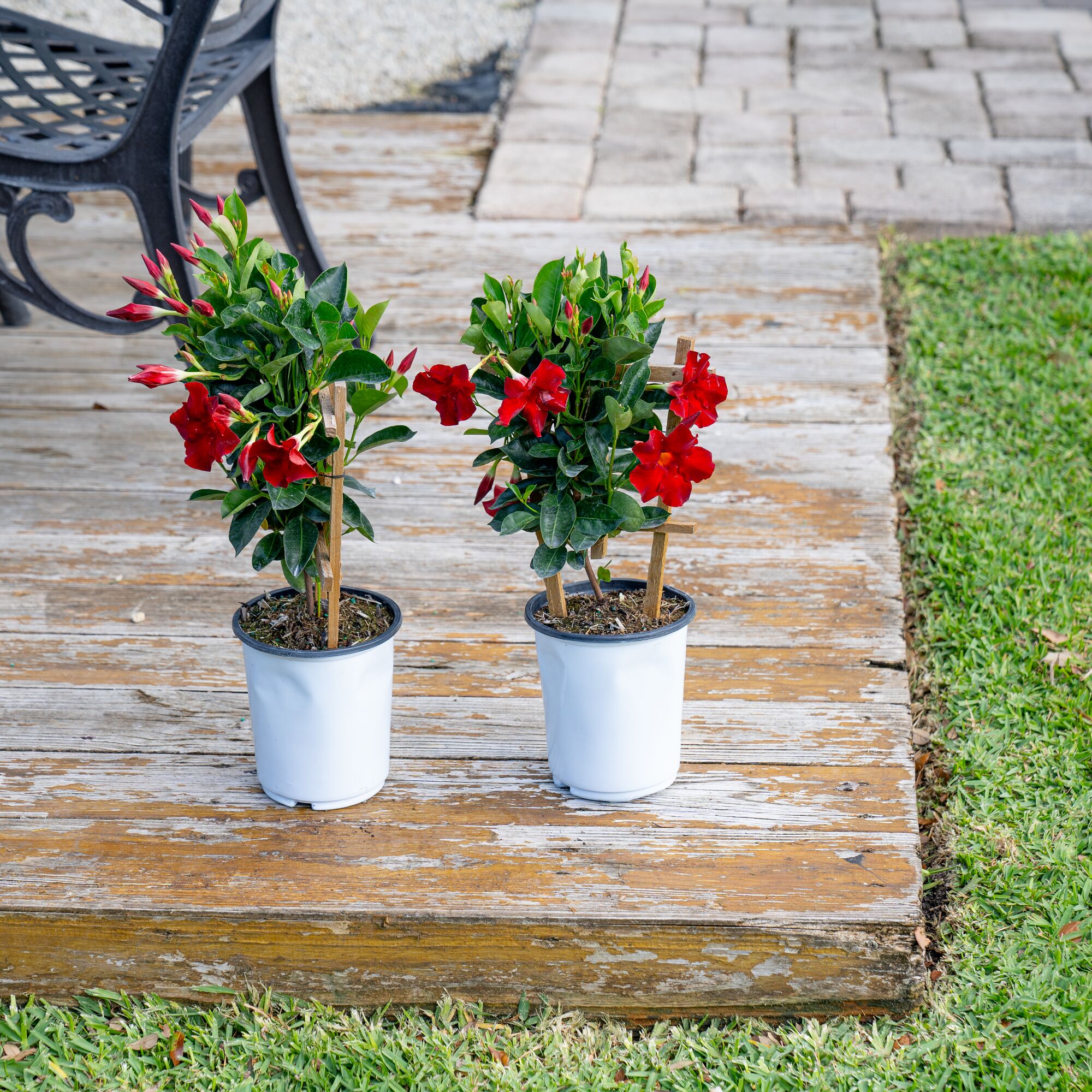 Costa Farms M-MTR-G-POT-02-LW shrubs - View #2