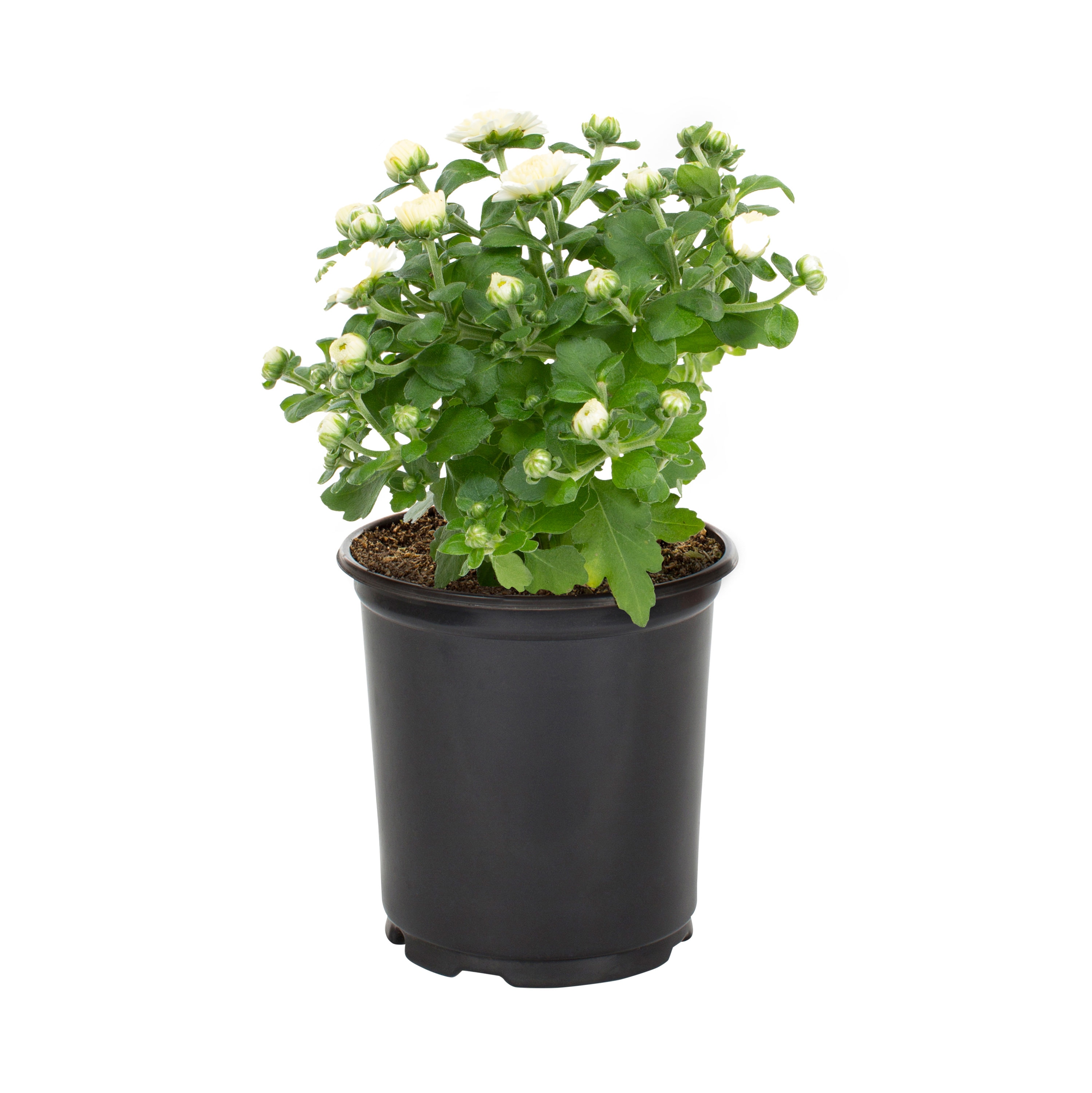 Metrolina Greenhouses White Mum in 1-Quart Pot 5-Pack in the Annuals ...