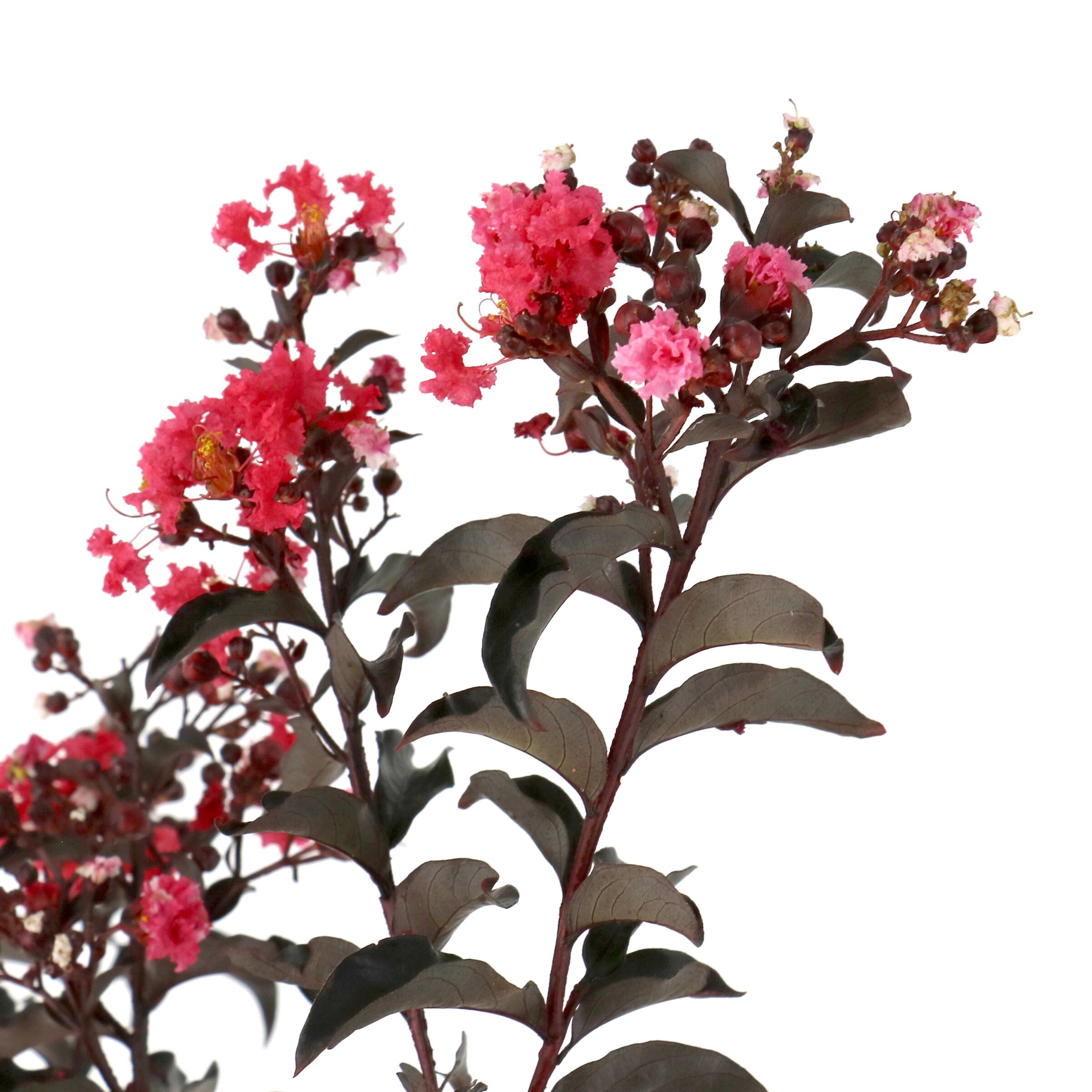 National Plant Network LW2729 trees - View #8