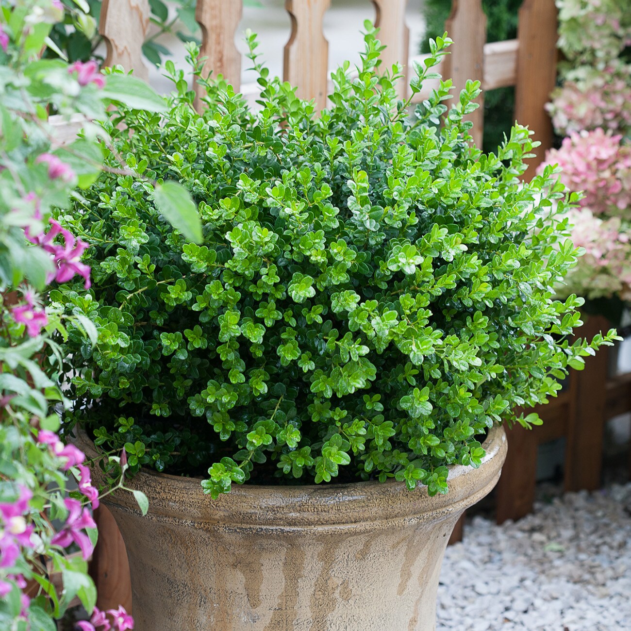 Perfect Plants LOSPRINTER1G shrubs - View #5