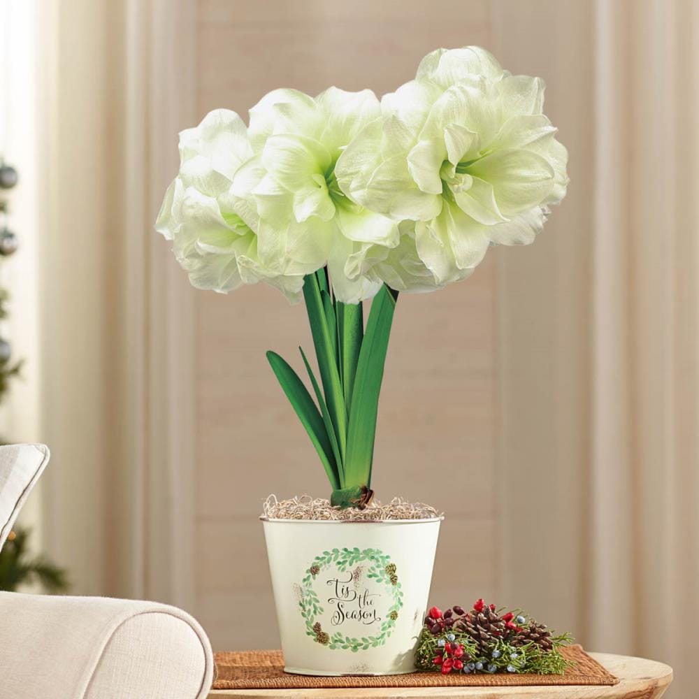 Breck's White Alfresco Amaryllis Gift Set in 7-in Metal Pot in the ...