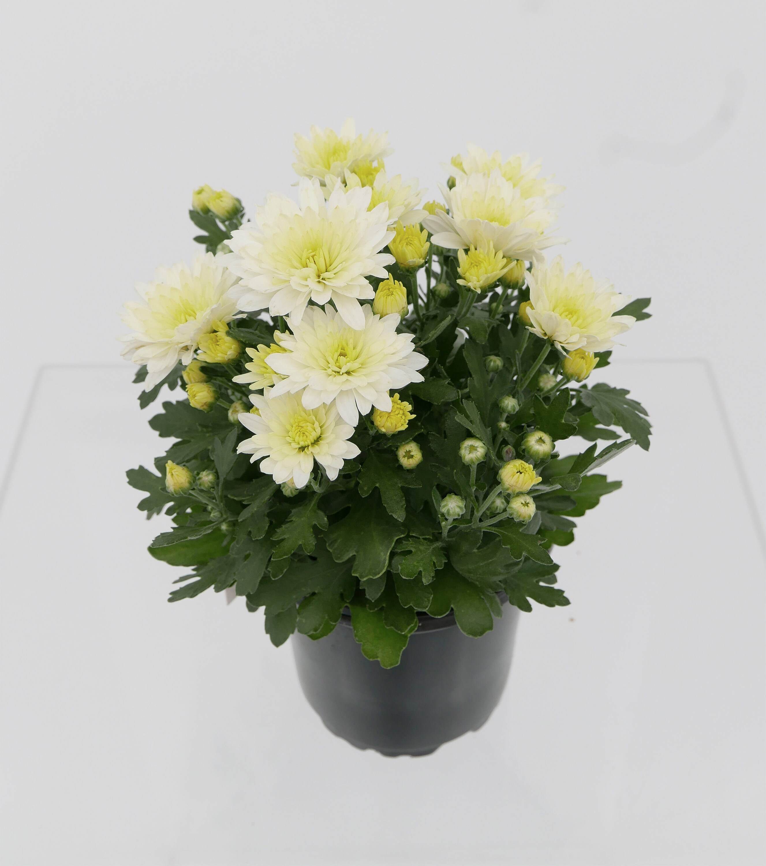  2467 annuals - View #5