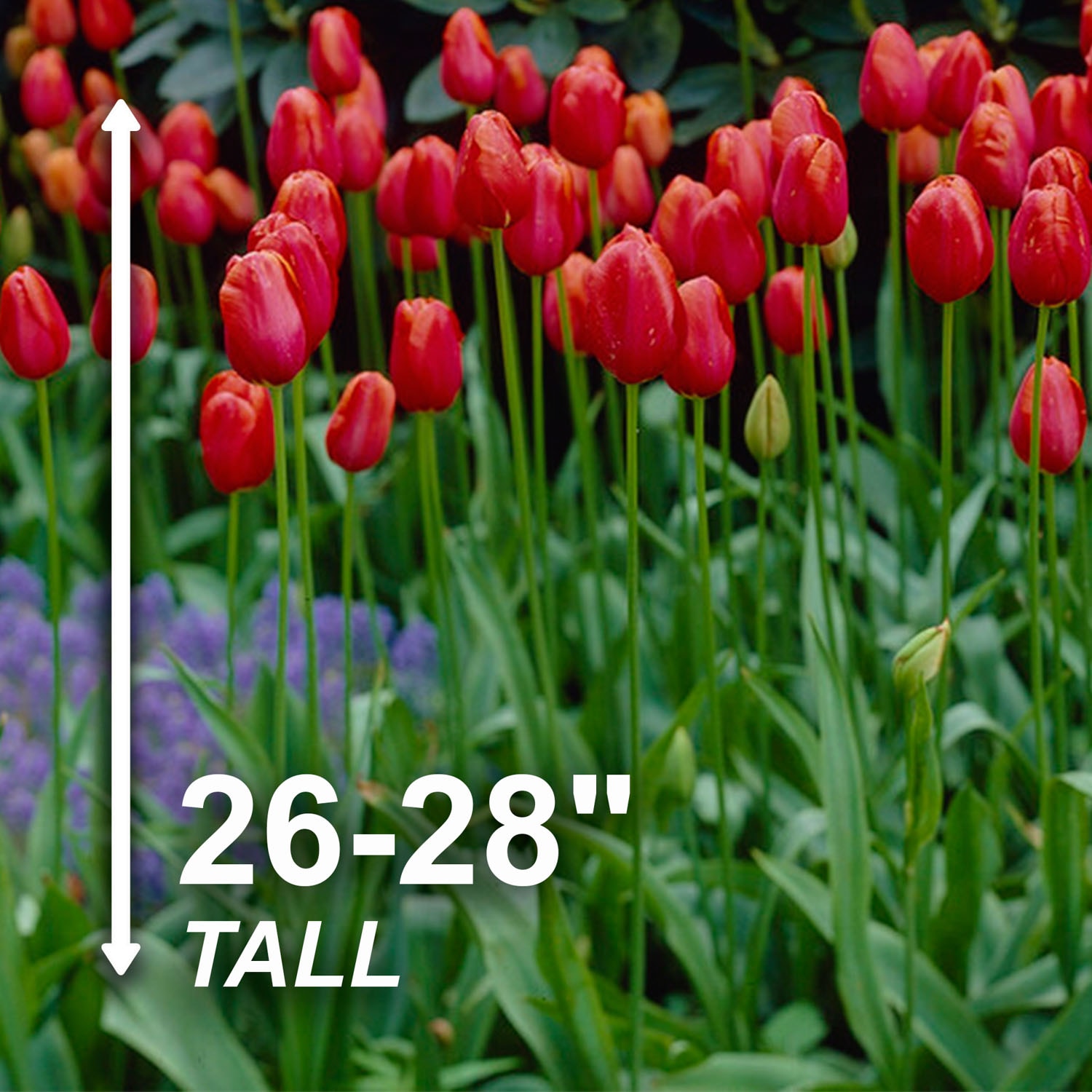 Garden State Bulb ECF-94-100-04 Plant-Bulbs - View #3