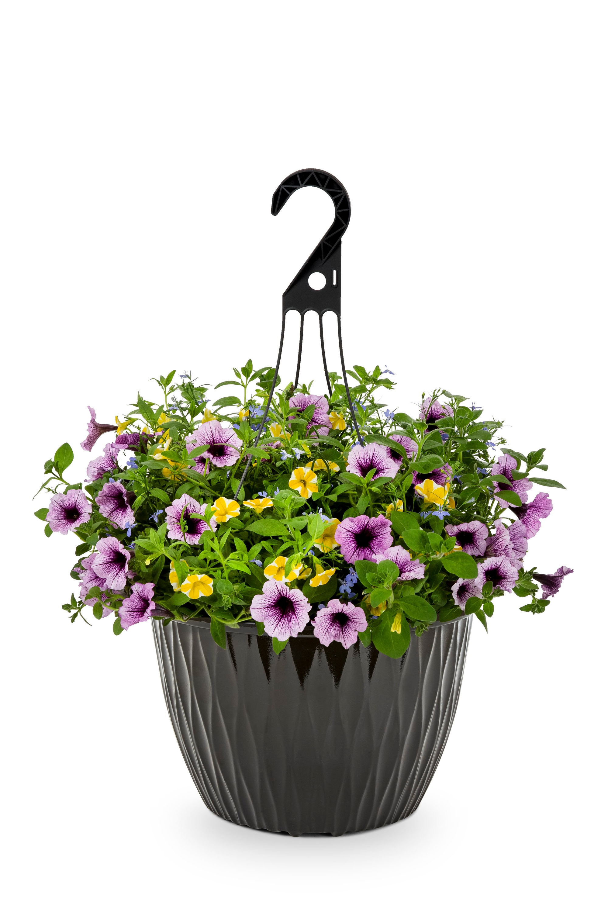 Multicolor Bahama Beach in 3.5-Gallon Hanging Basket at Lowes.com