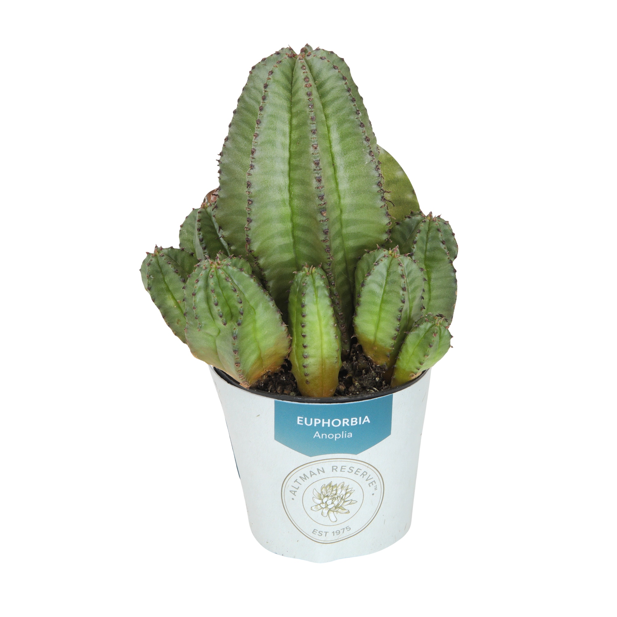 Altman Reserve 1 -Pack Euphorbia Anoplia in 2.5 -in Pot