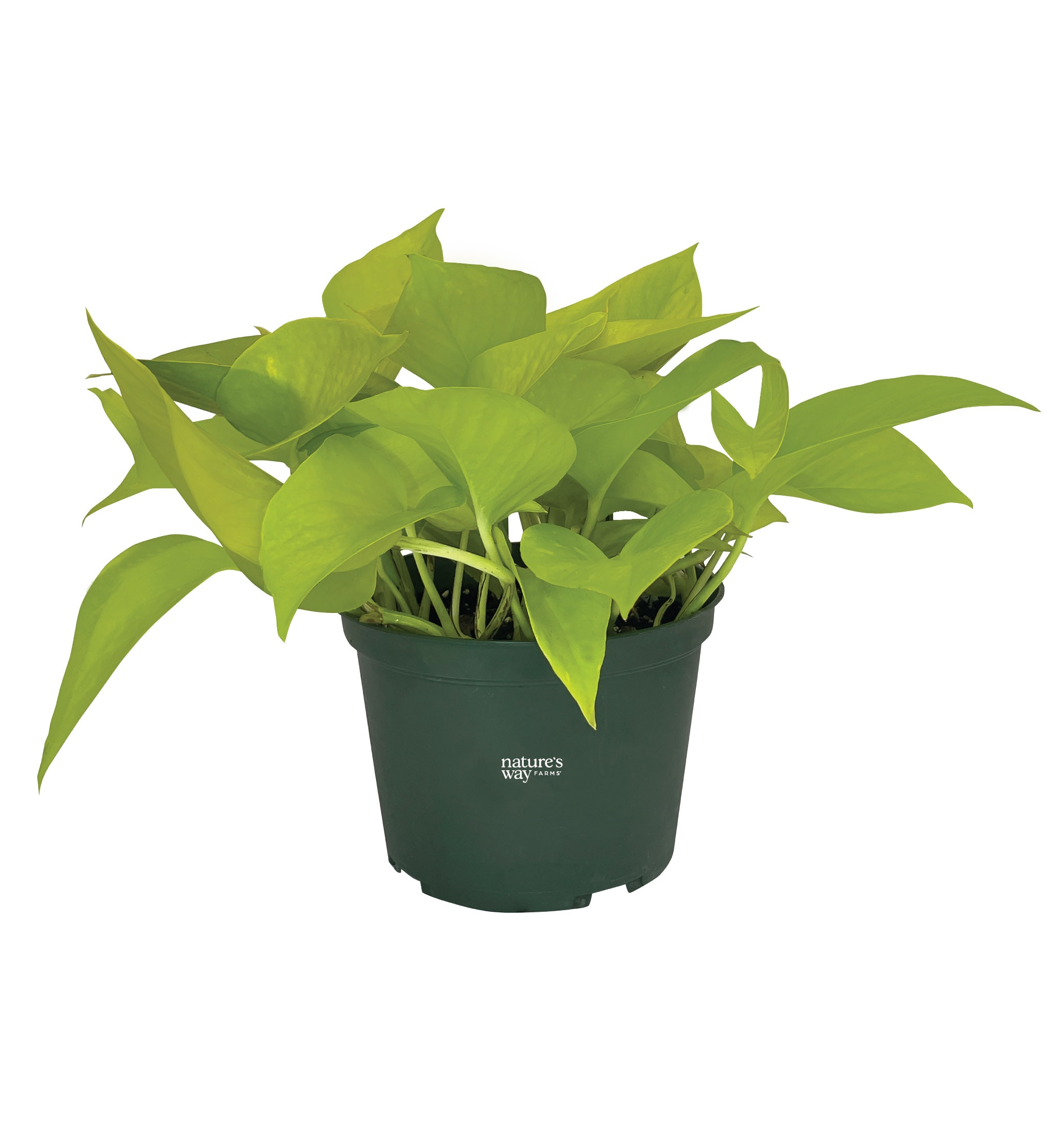 1054 Yellow Devils Ivy House plant in 6 Inch(es) Pot 1 -Pack