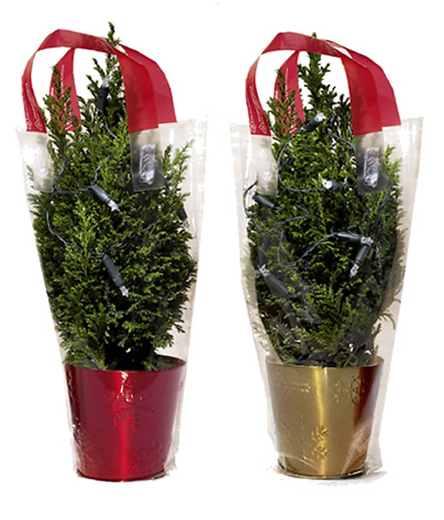  NURSERY Euro Tree House Plant
