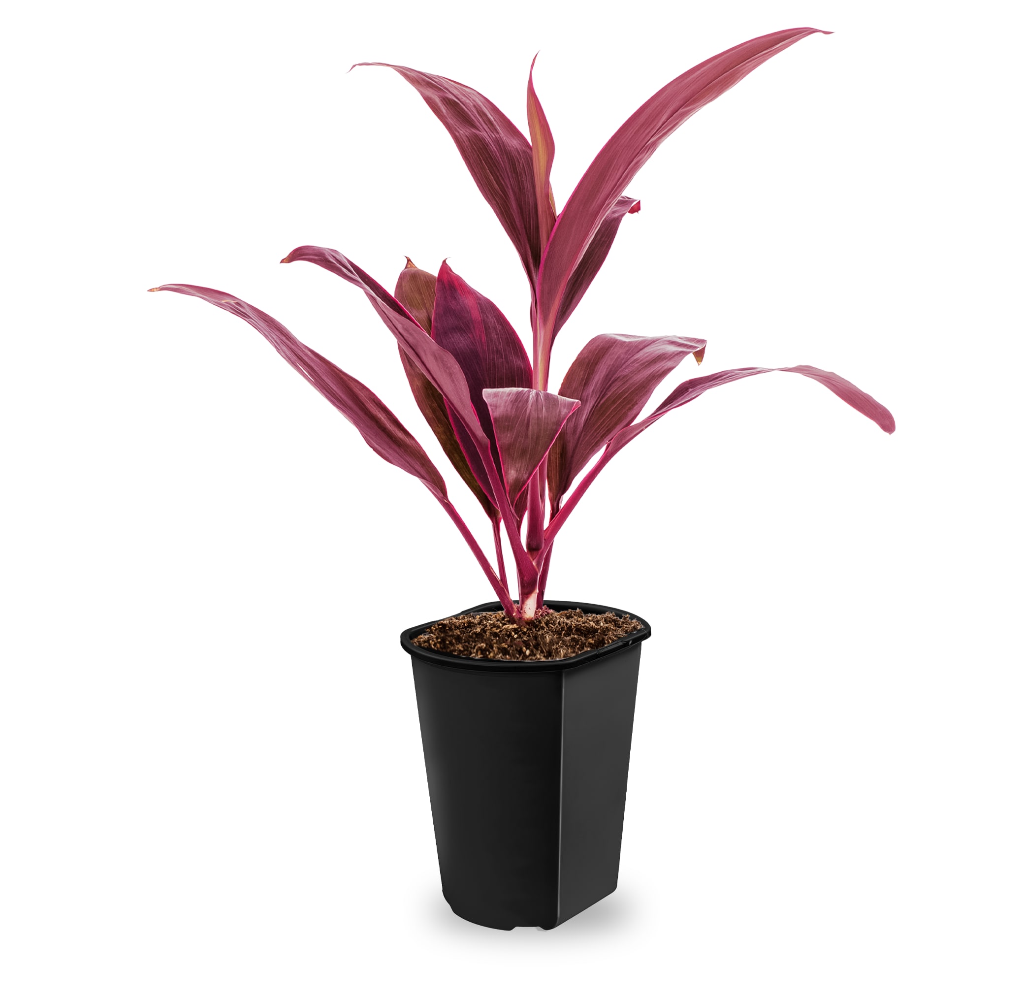 Lowe's NURSERY Red Sister Cabbage Plant Accent Shrub in 1 -Quart Pot 1 -Pack