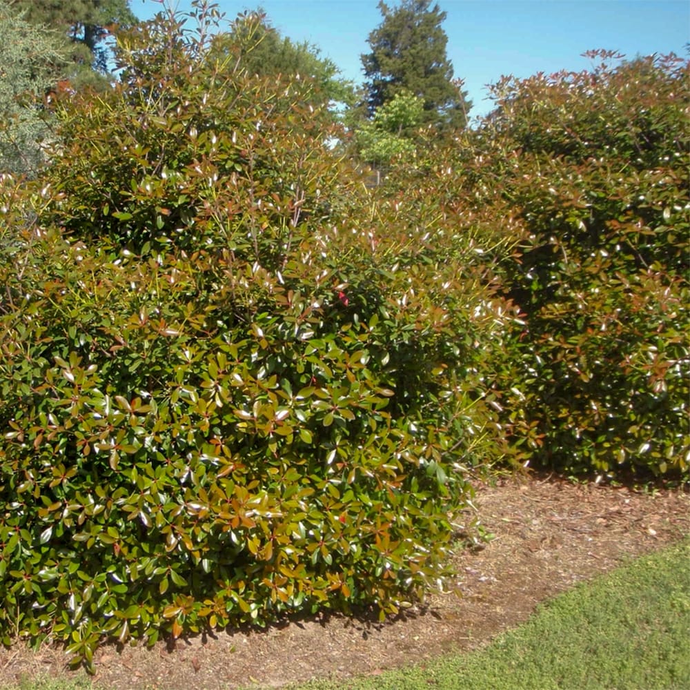 Southern Living Plant Collection 55043-1 shrubs - View #4