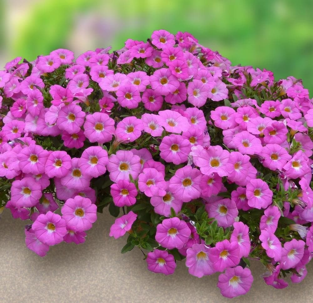 Lowe's NURSERY Multicolor Petchoa in 2.5 Quart(s) Pot 1 -Pack