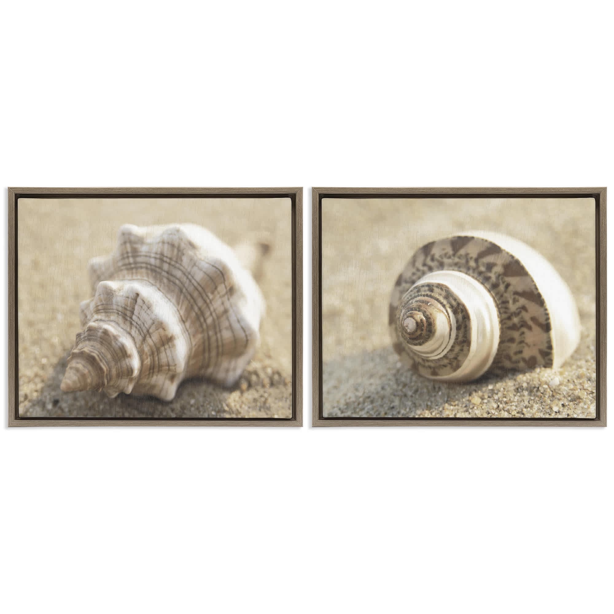 Stupell Industries B2-729-FFE-2PC-16X20 Neutral Tone Sea Life 2 Piece Brown Framed Floater Canvas Set By Dora Rotondella 21 x 17