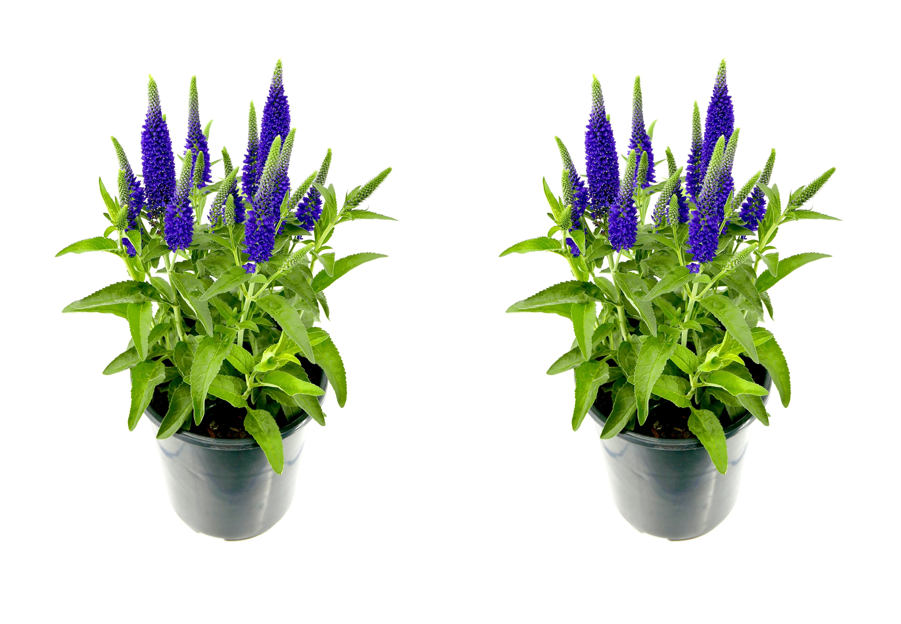 1 -Quart Blue Salvia blue 2 -Pack - Low Maintenance