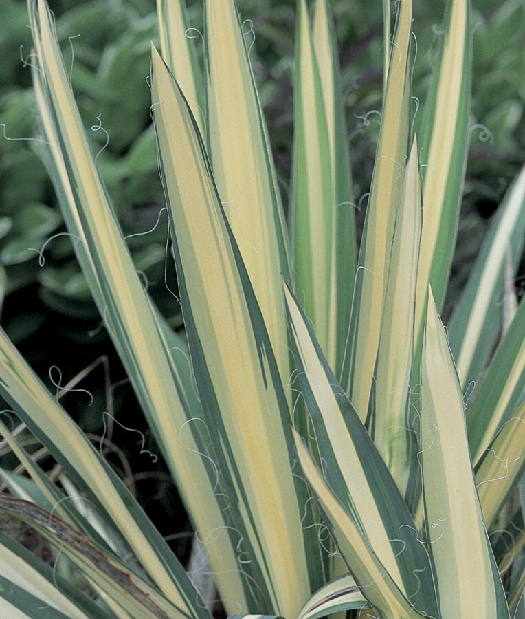 Lowe's NURSERY Color Guard Yucca Feature Shrub in 1 -Gallon Pot 1 -Pack with White Blooms