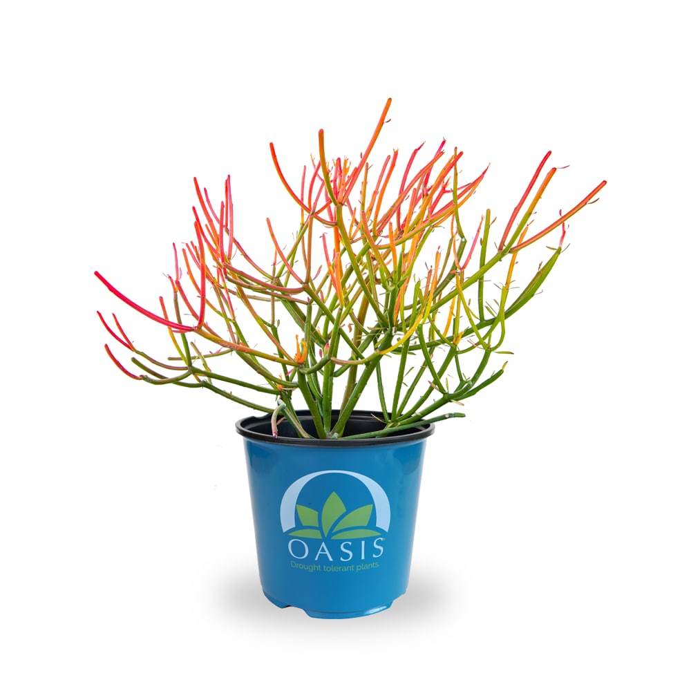 Lowe's NURSERY 1 -Pack Firesticks Euphorbia in 2.5 -Quart Pot