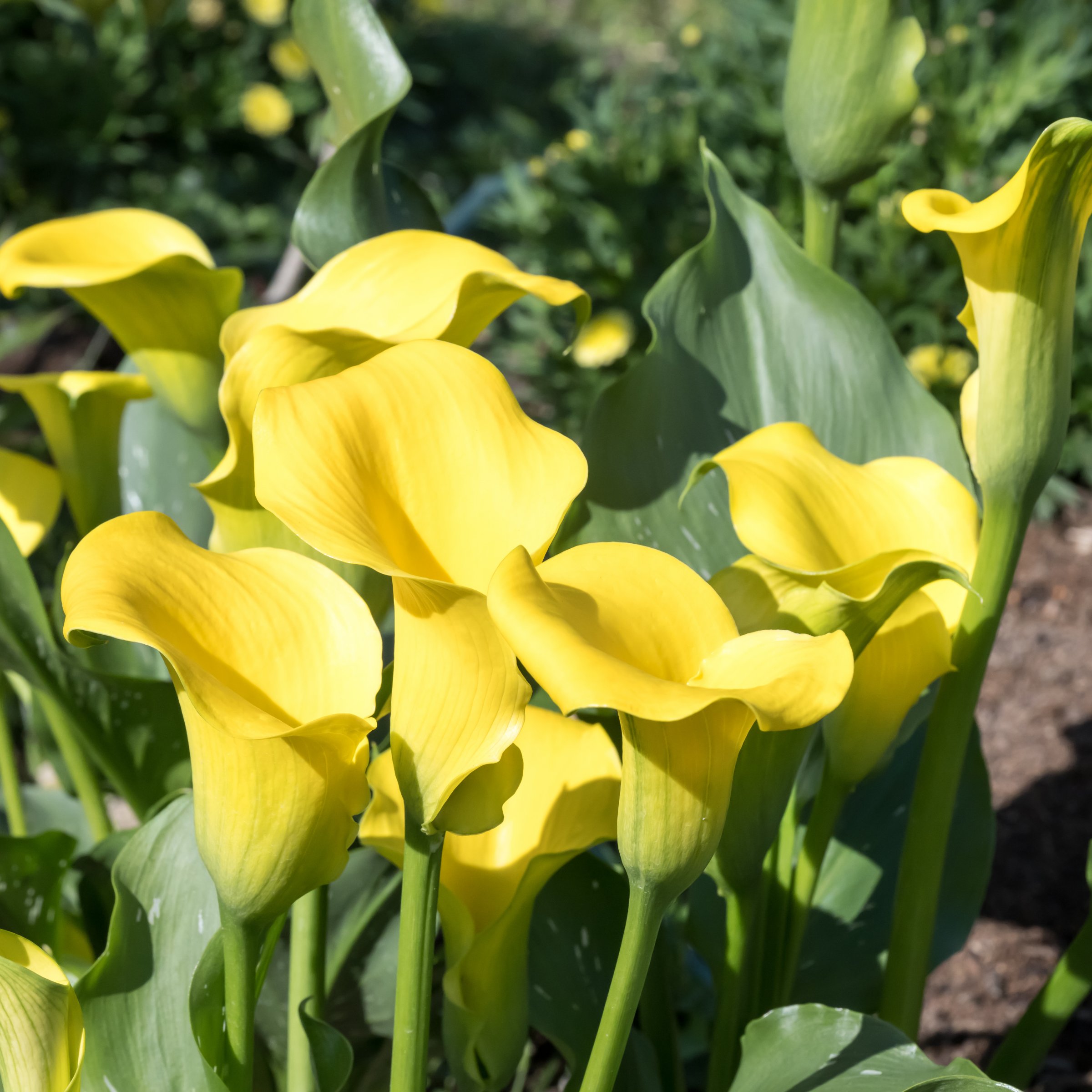 National Plant Network LW2618 Plant-Bulbs - View #3