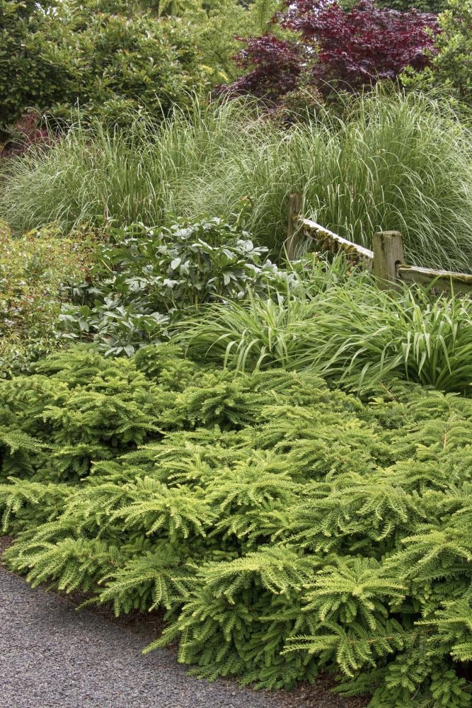 Monrovia KT10507234000200000 shrubs - View #2