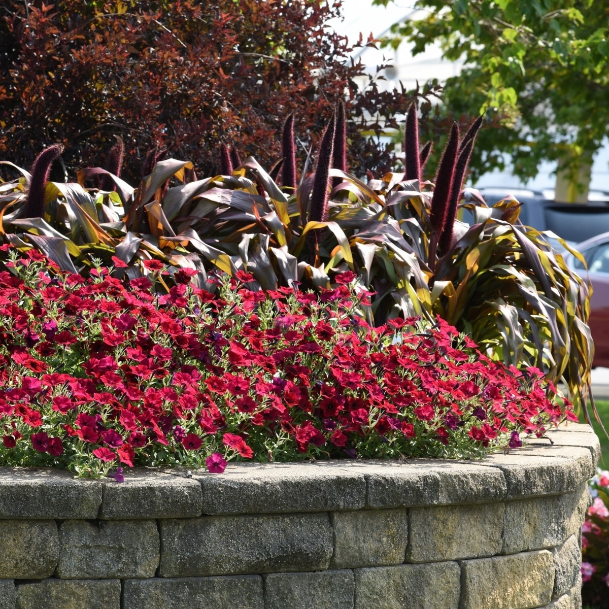 Lowe's 3QTPETBWV annuals - View #5