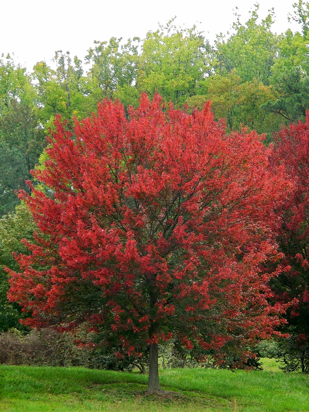 Southern Planters MAPRSE05G trees - View #3