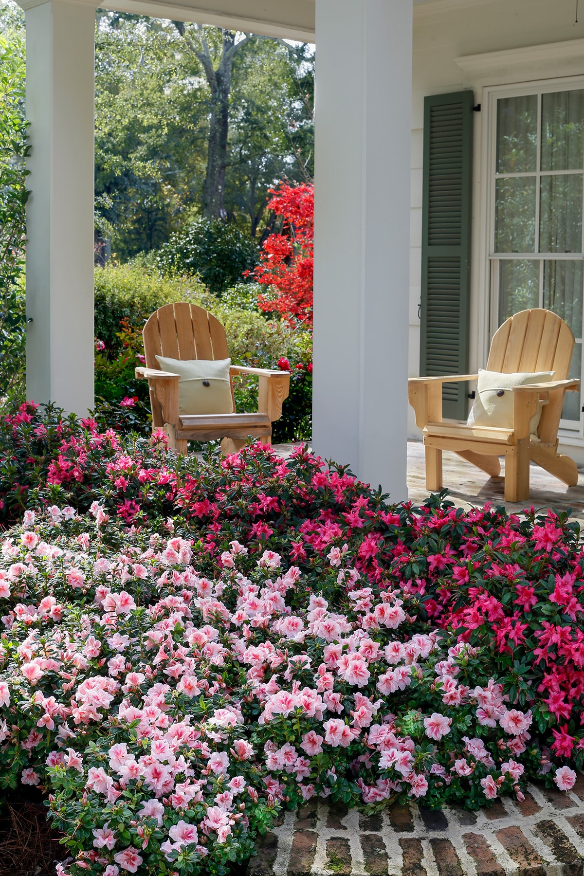 Encore Azalea 80421-1 shrubs - View #3
