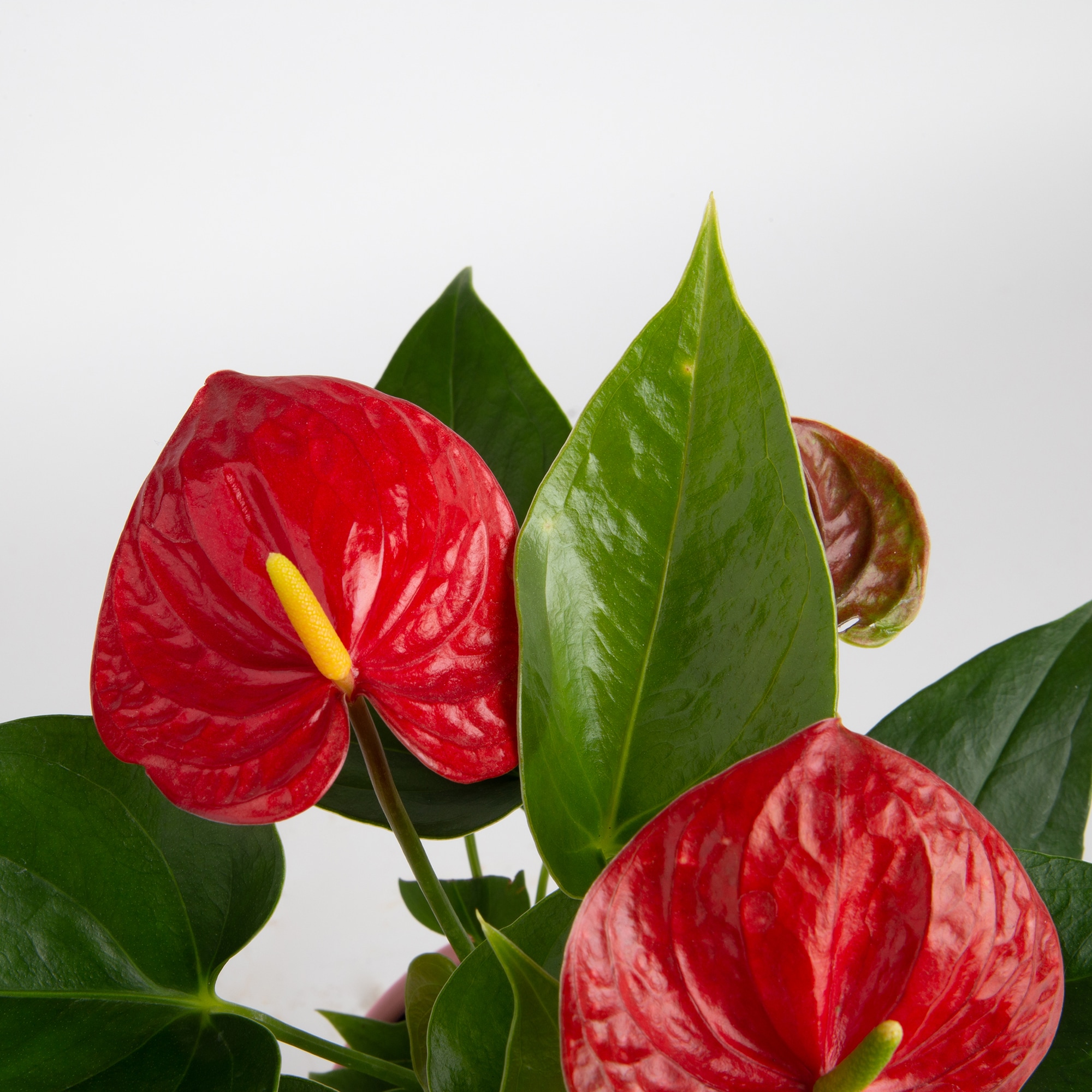 Costa Farms Red Anthurium House Plant in 4-in Pot 2-Pack in the House ...