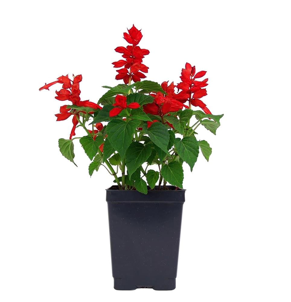 Lowe's Multicolor Salvia in 1-Pint Pot in the Annuals department at ...