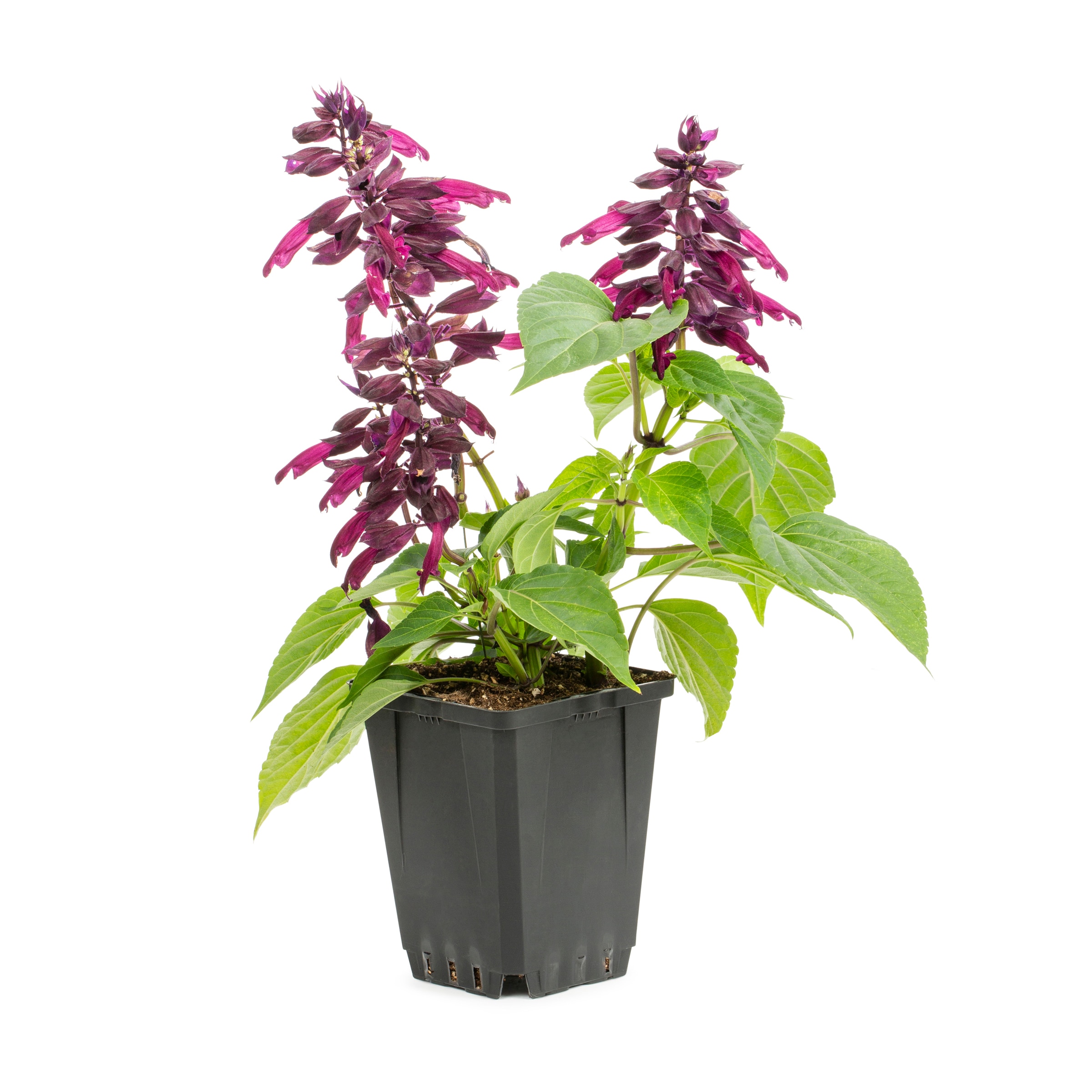 Lowe's NURSERY annuals - View #3