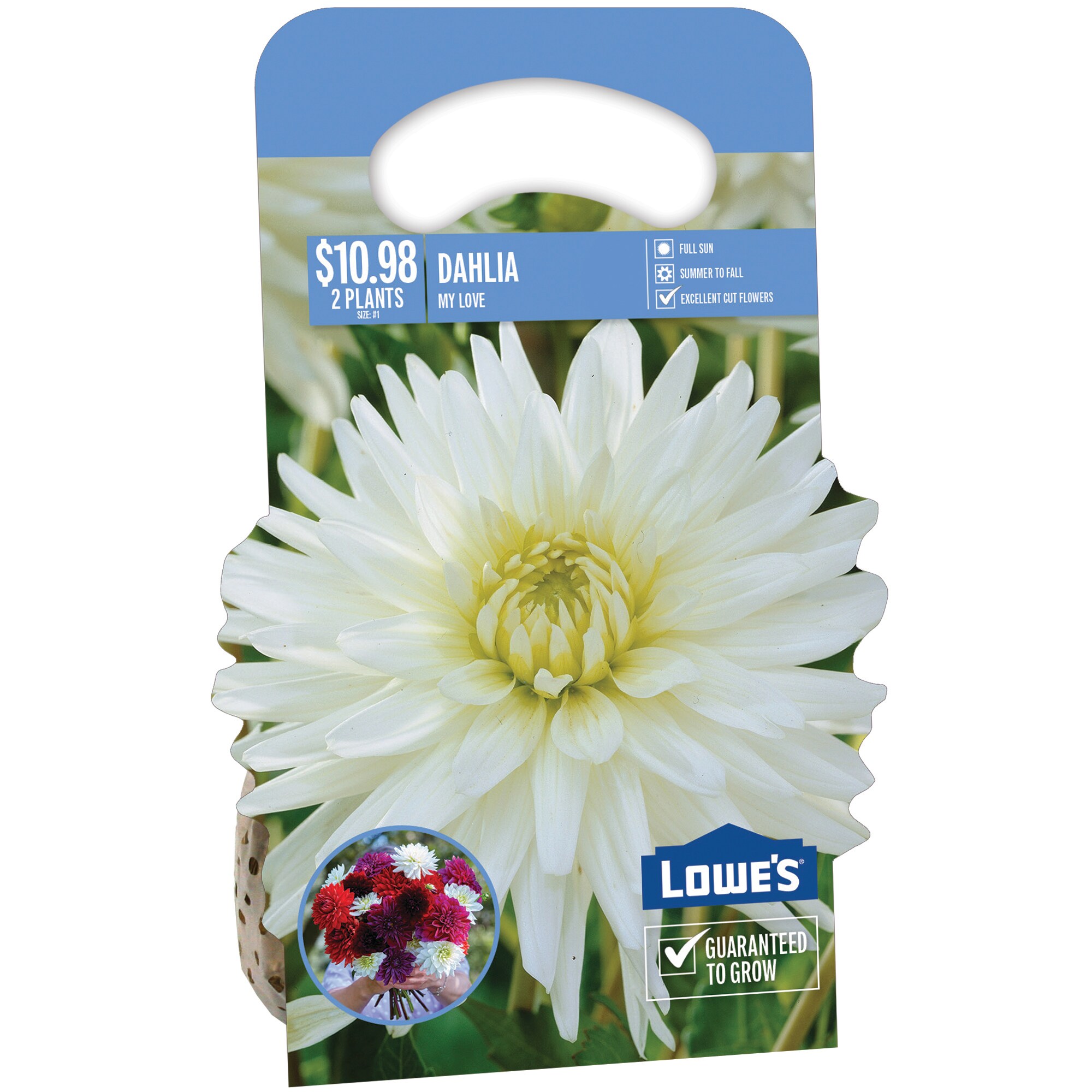  NURSERY DAHLIA MY LOVE PBS