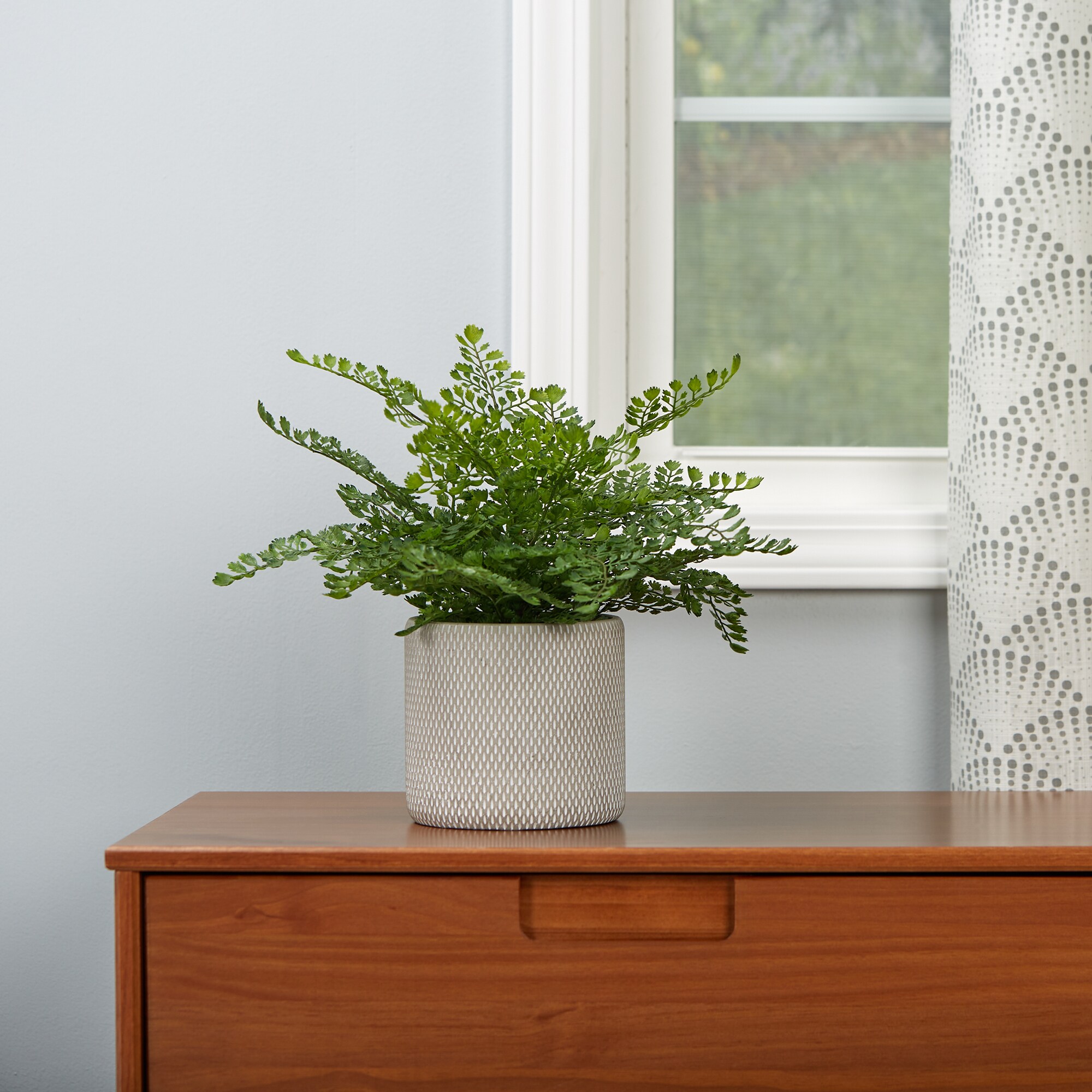 allen + roth 21LOW232 Artificial-Plants-Trees - View #2