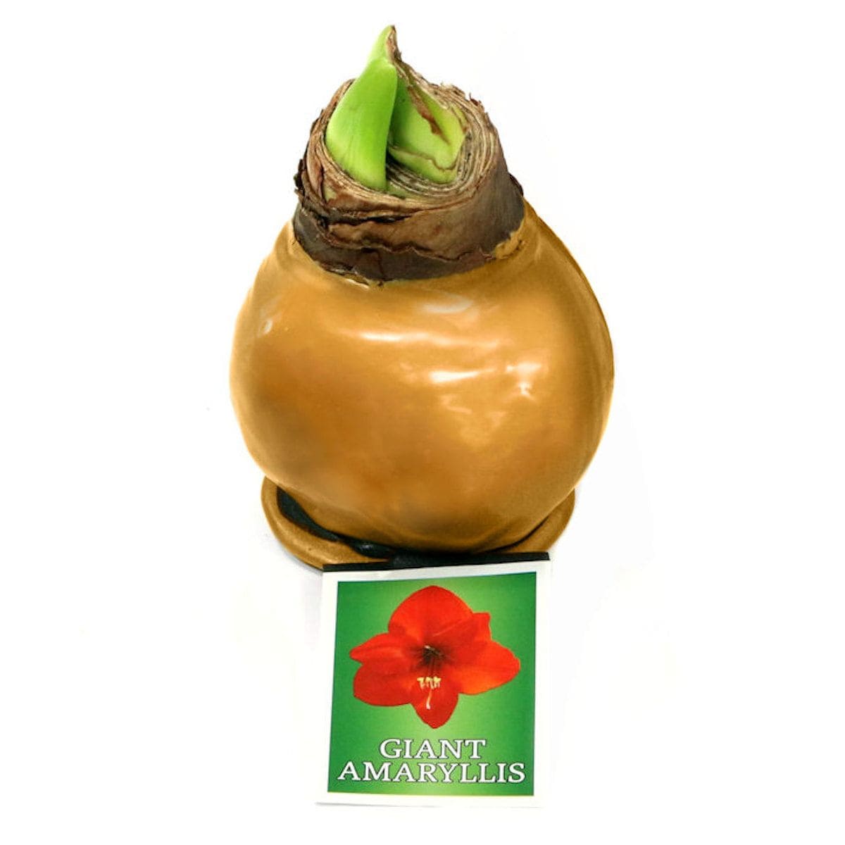 National Plant Network LW9021 Plant-Bulbs - View #3