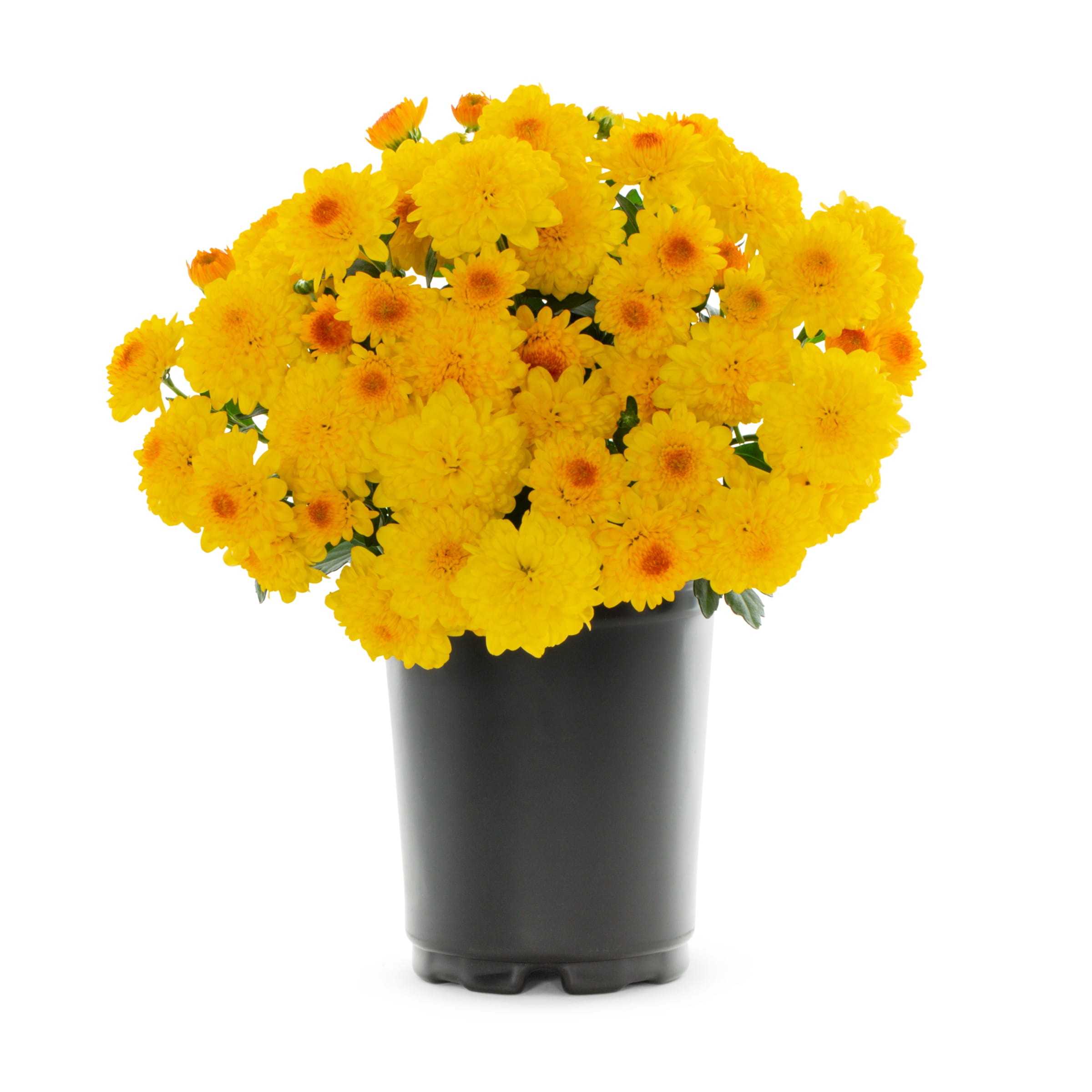 Lowe's NURSERY Yellow Mum in 1-Quart Pot