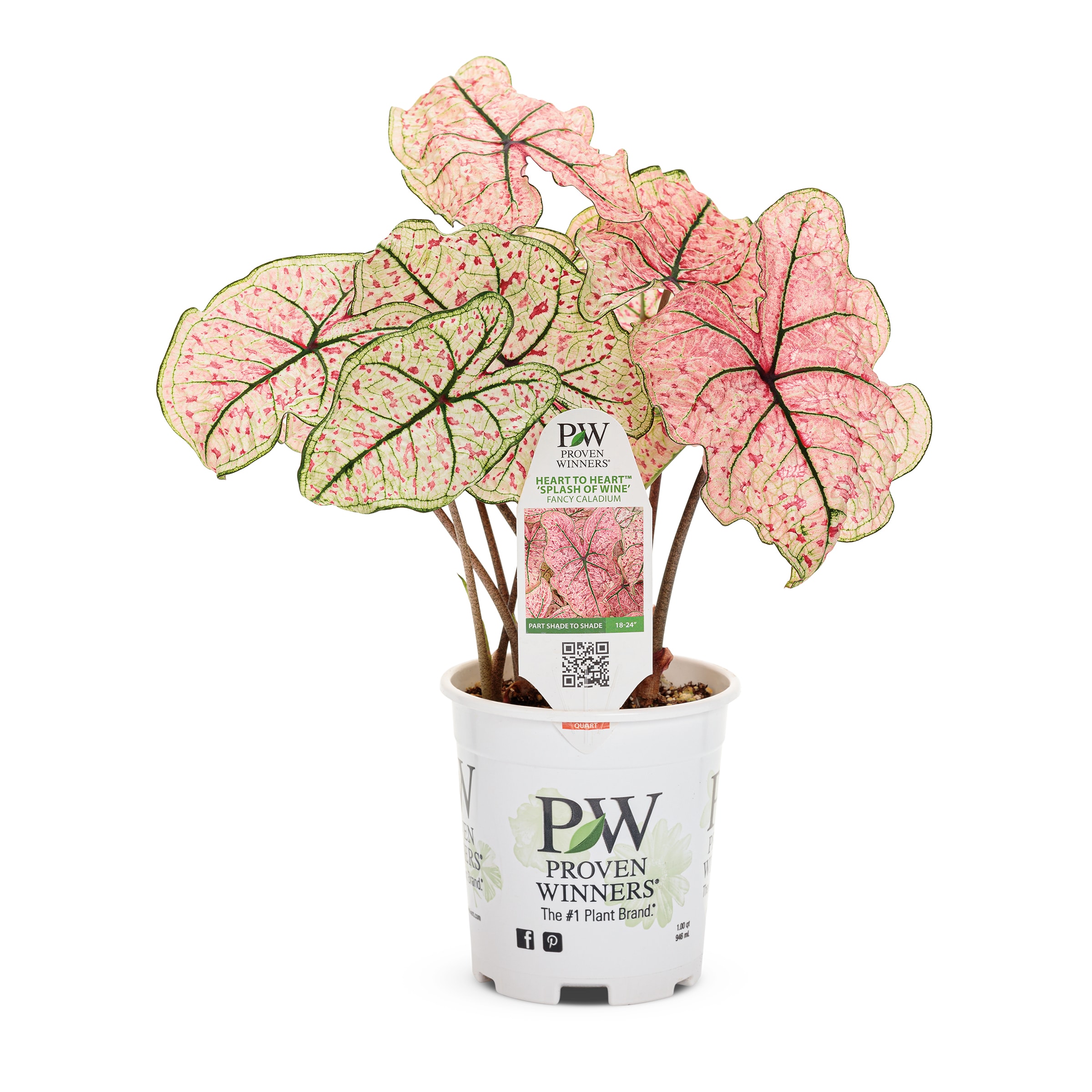 Splash Of Wine Caladium in 1.56-Pint Pot in the Annuals department at ...