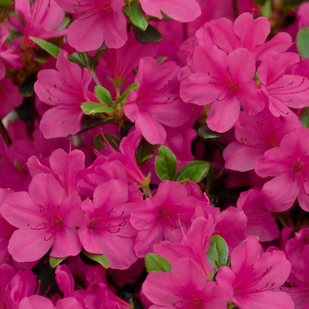 National Plant Network LW7756 shrubs - View #2