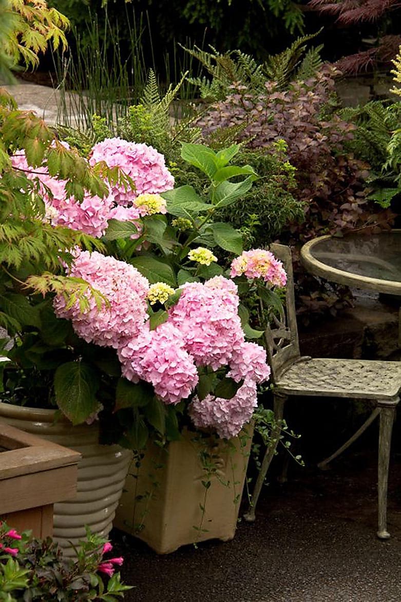 Monrovia 023752 Penny Mac Hydrangea Flowering Shrub in In pot (with soil) Mixed