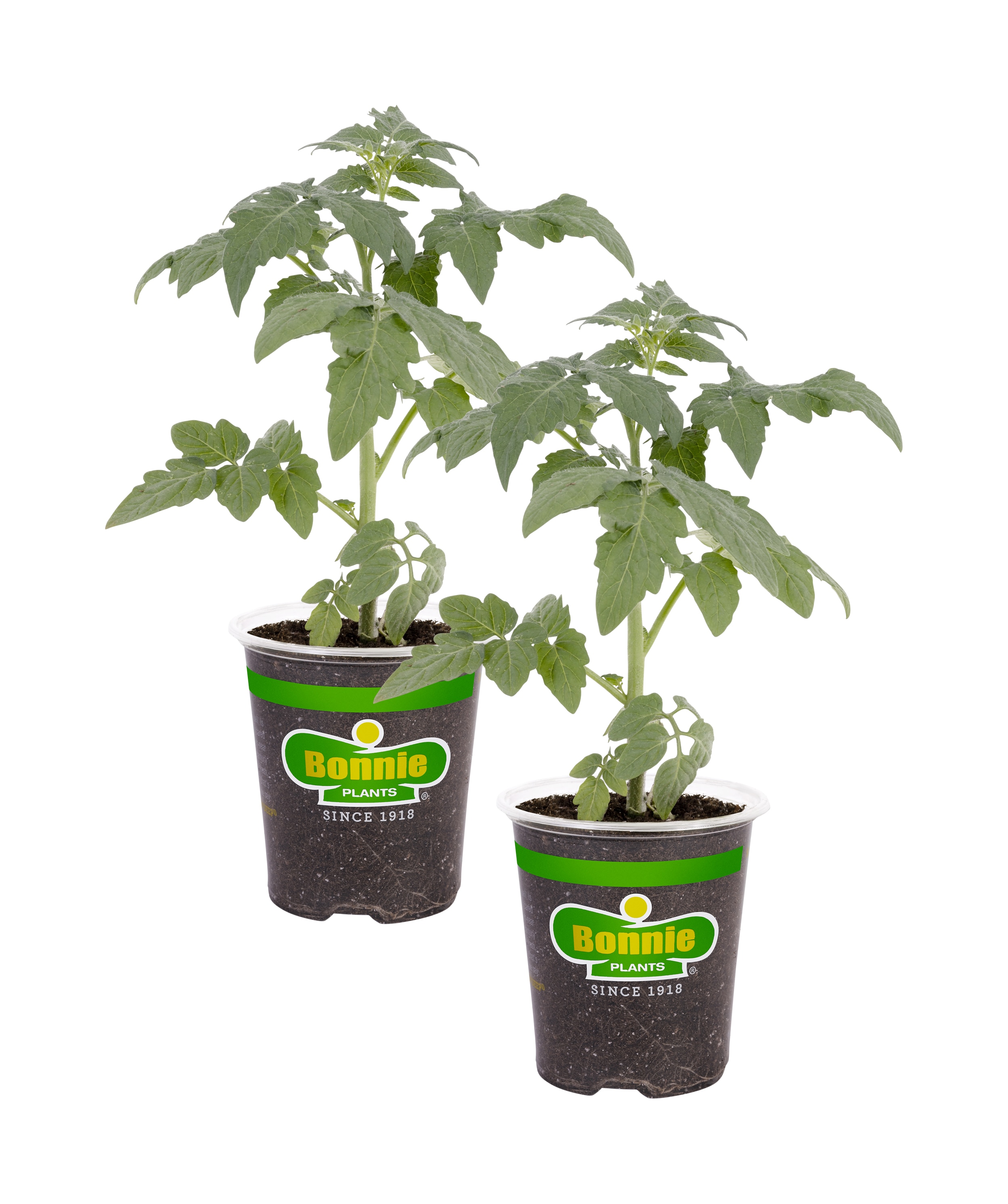 tomatoes-vegetable-plants-at-lowes